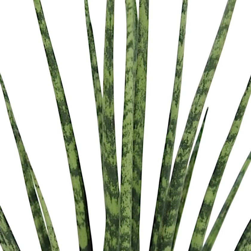Dracaena (Sansevieria) bacularis 'Fernwood Mikado' â Blattdetail vor weiĂem Hintergrund..
