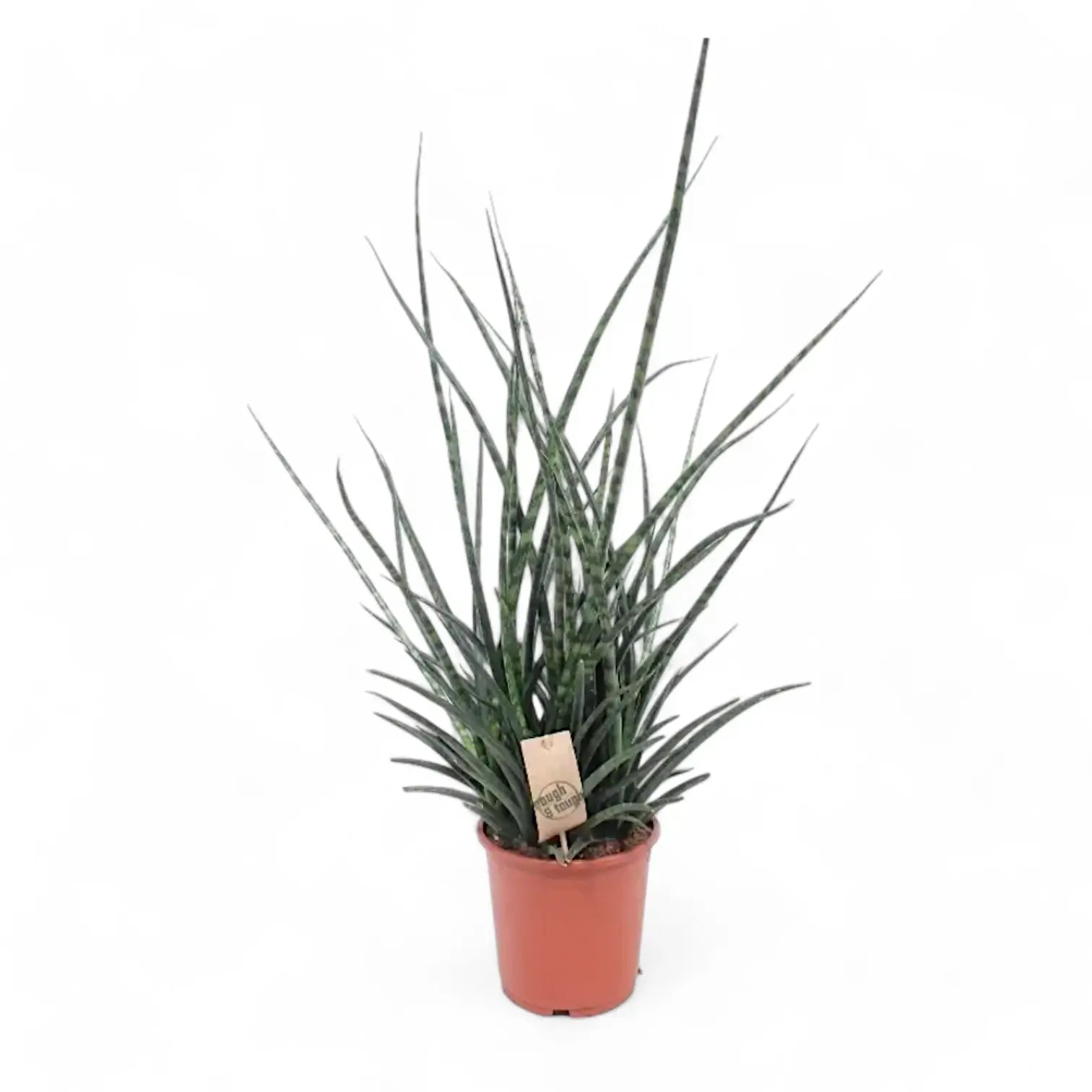 Dracaena (Sansevieria) bacularis 'Fernwood Punk' potted houseplant in nursery pot on white background, product photo 3.