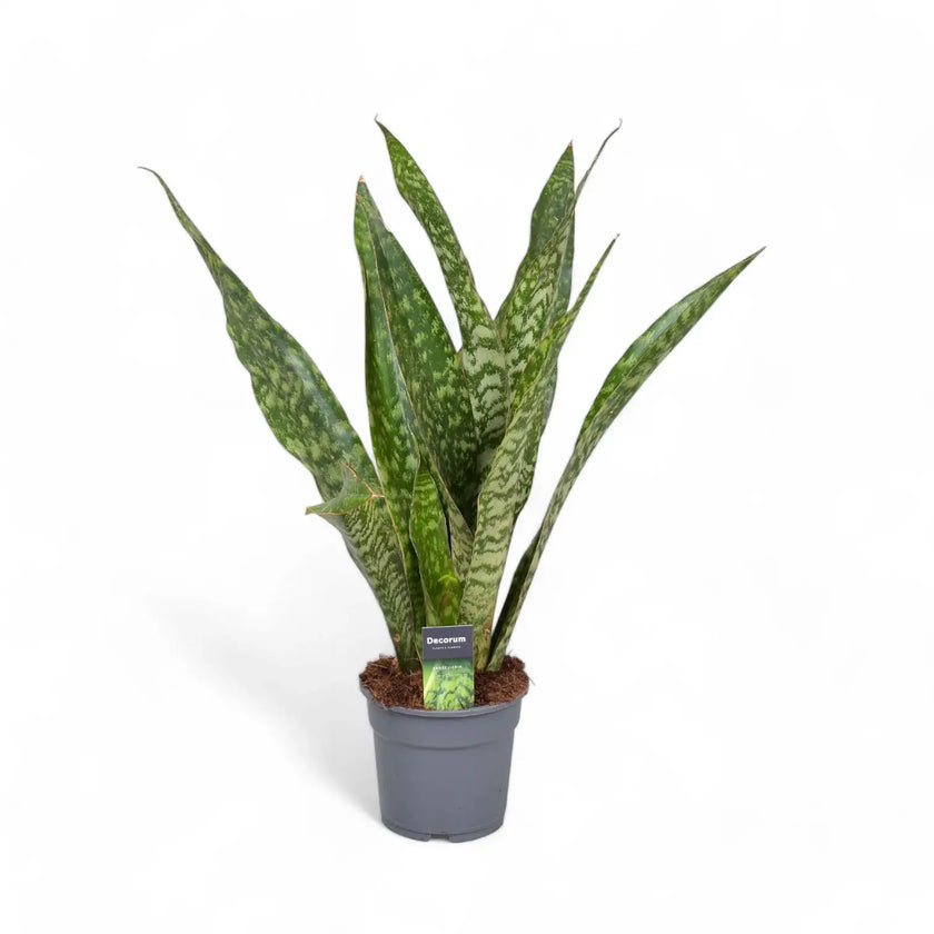 Dracaena (Sansevieria) masoniana 'Dragon' potted houseplant in nursery pot on white background, product photo 2.