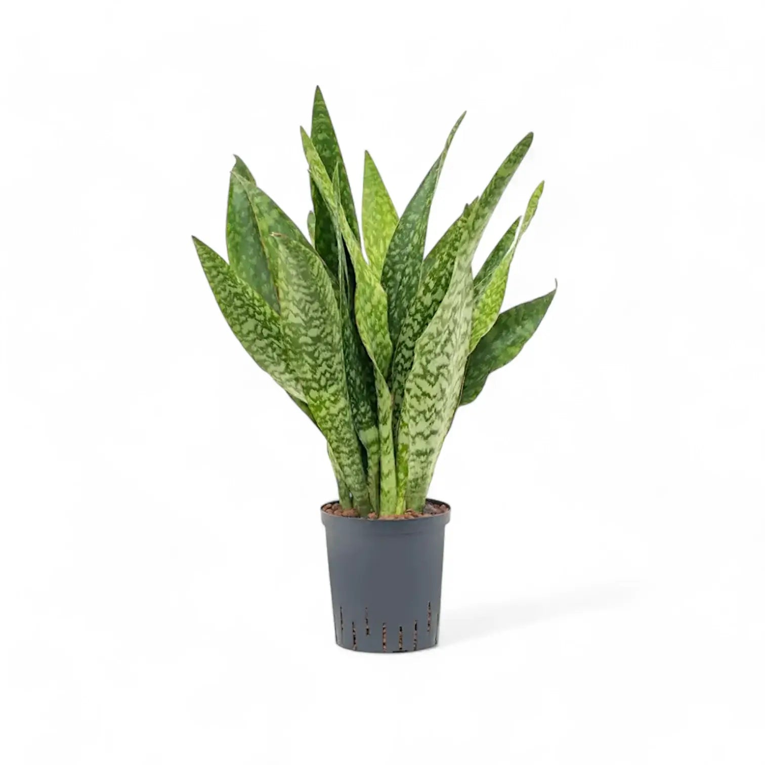 Dracaena (Sansevieria) masoniana 'Dragon' potted houseplant in nursery pot on white background, product photo 4.
