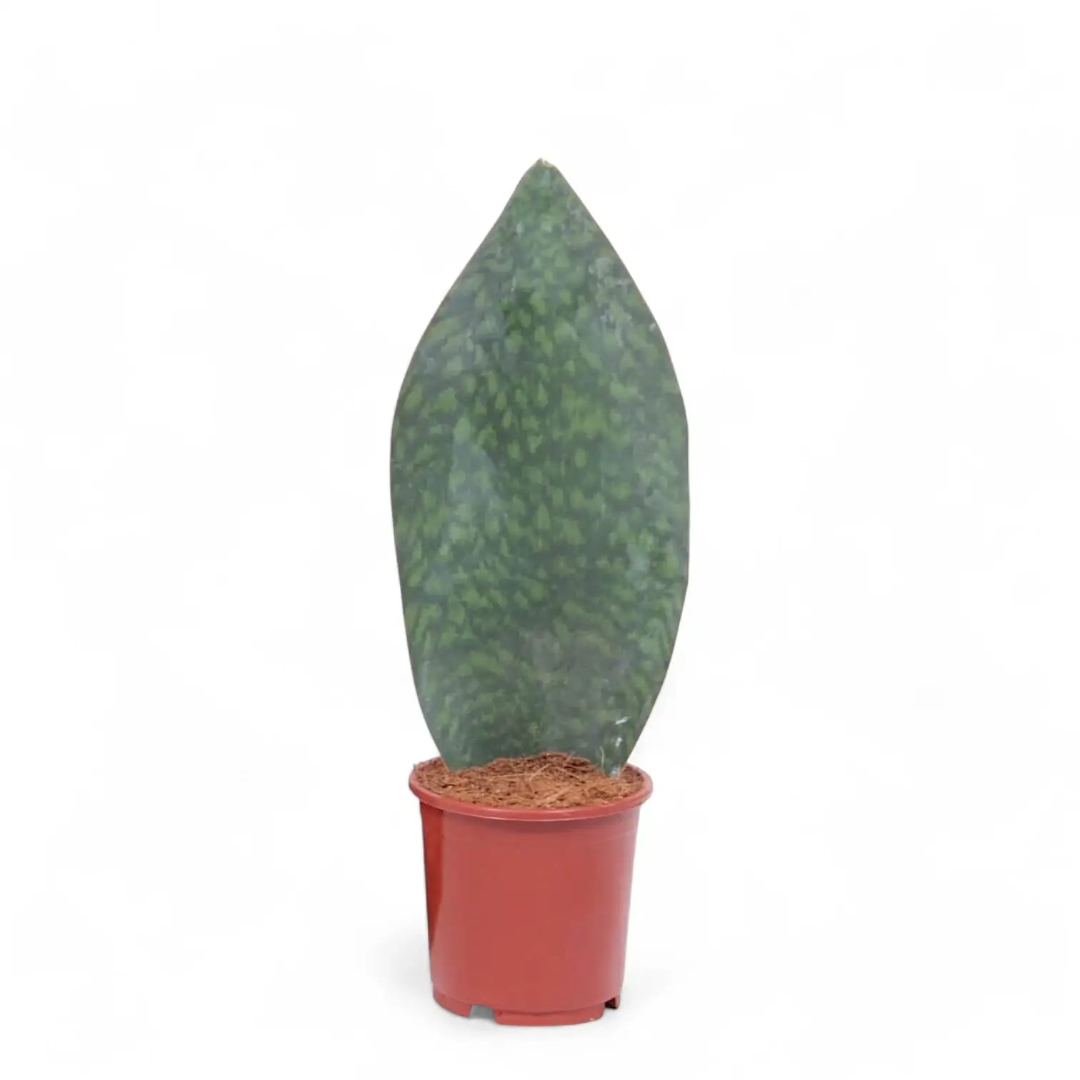 Dracaena (Sansevieria) masoniana 'Victoria' potted houseplant in nursery pot on white background, product photo 4.