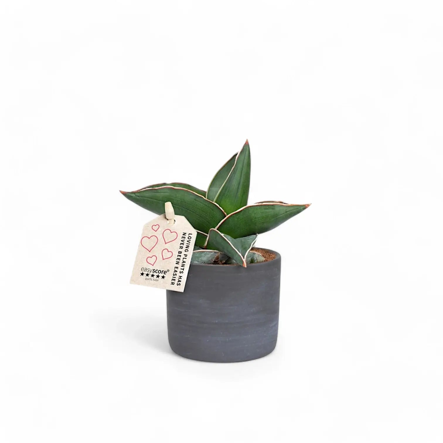Dracaena (Sansevieria) perrotii 'Samurai' potted houseplant in nursery pot on white background, product photo 2.