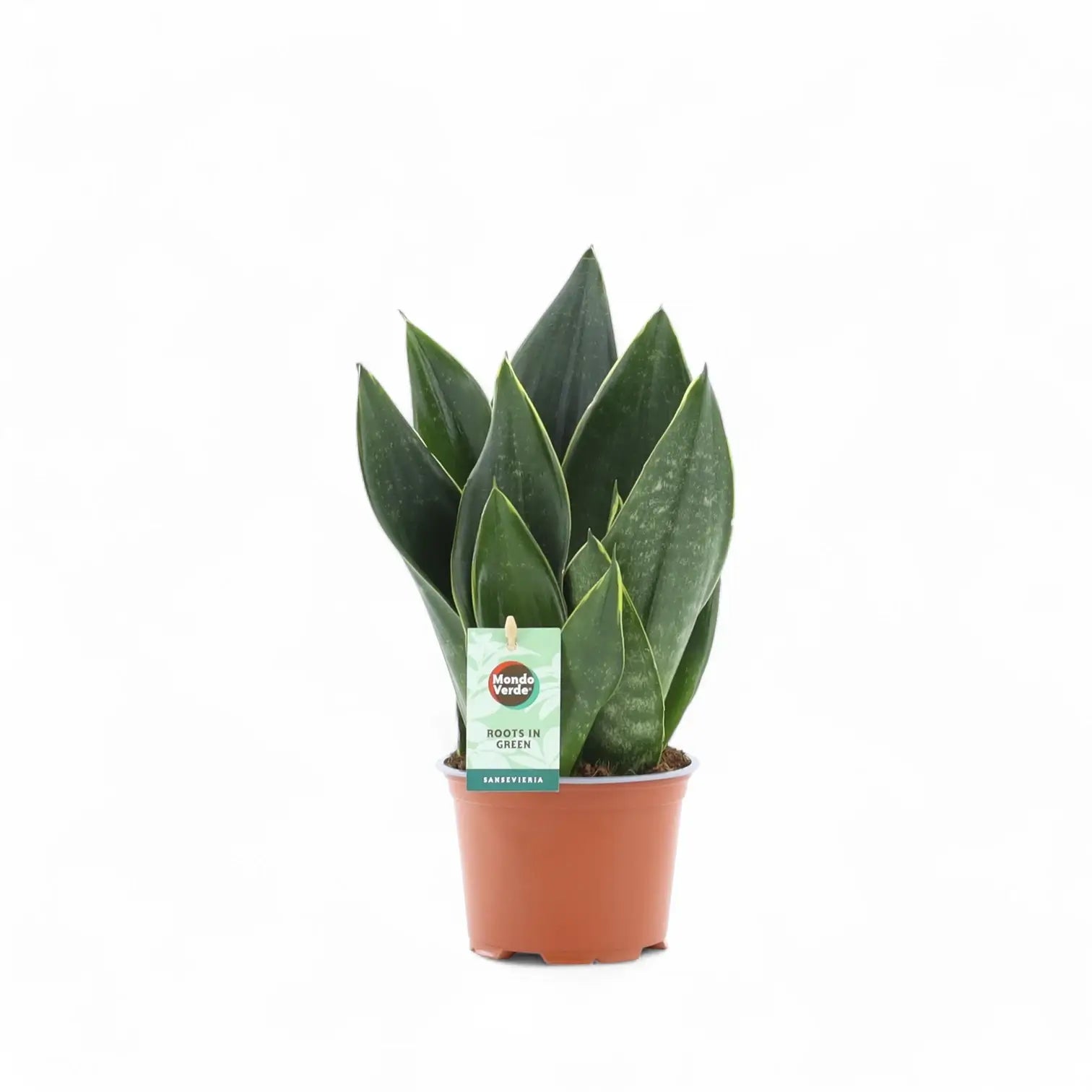Dracaena (Sansevieria) trifasciata 'Black Diamond' potted houseplant in nursery pot on white background, product photo 2.