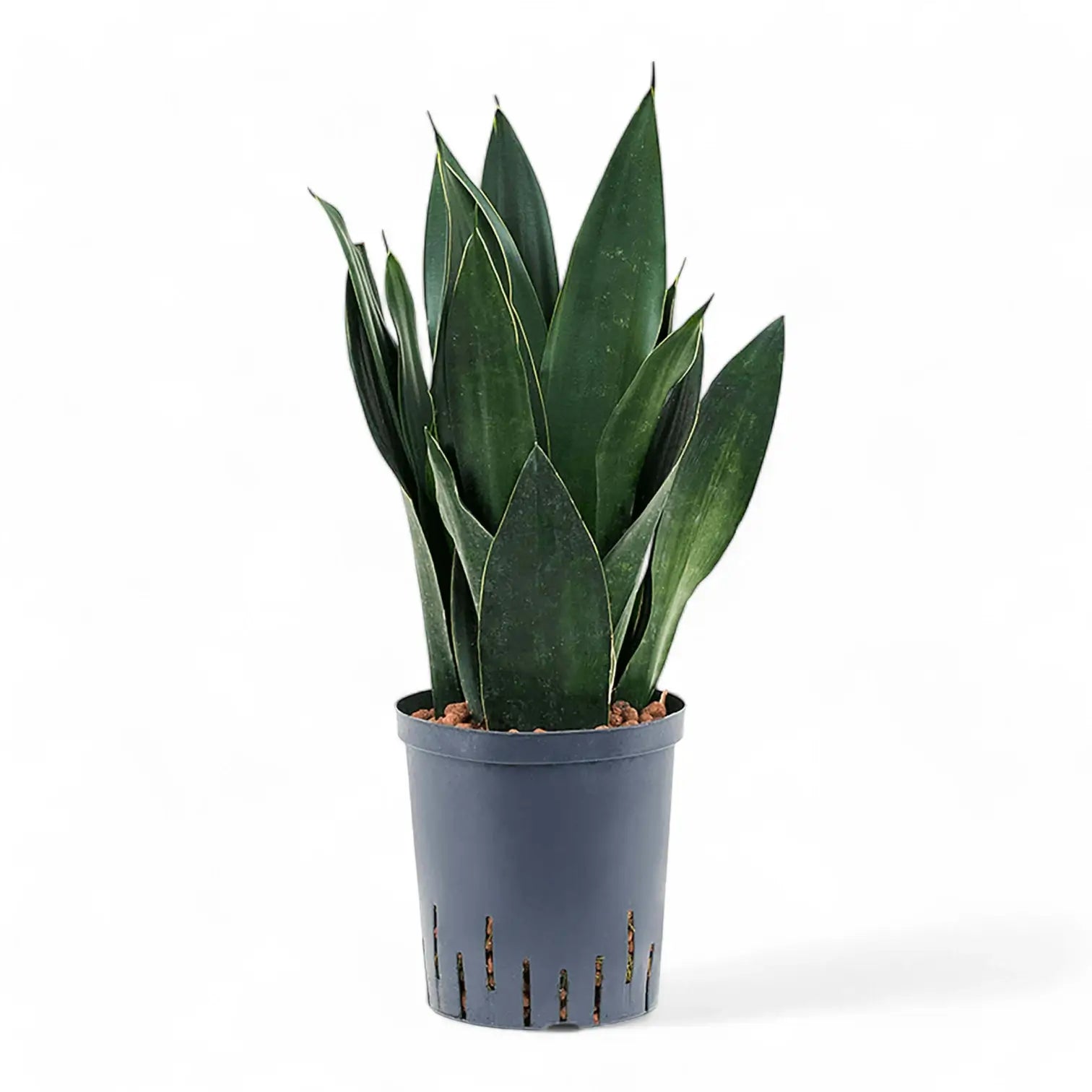 Dracaena (Sansevieria) trifasciata 'Black Diamond' potted houseplant in nursery pot on white background, product photo 7.