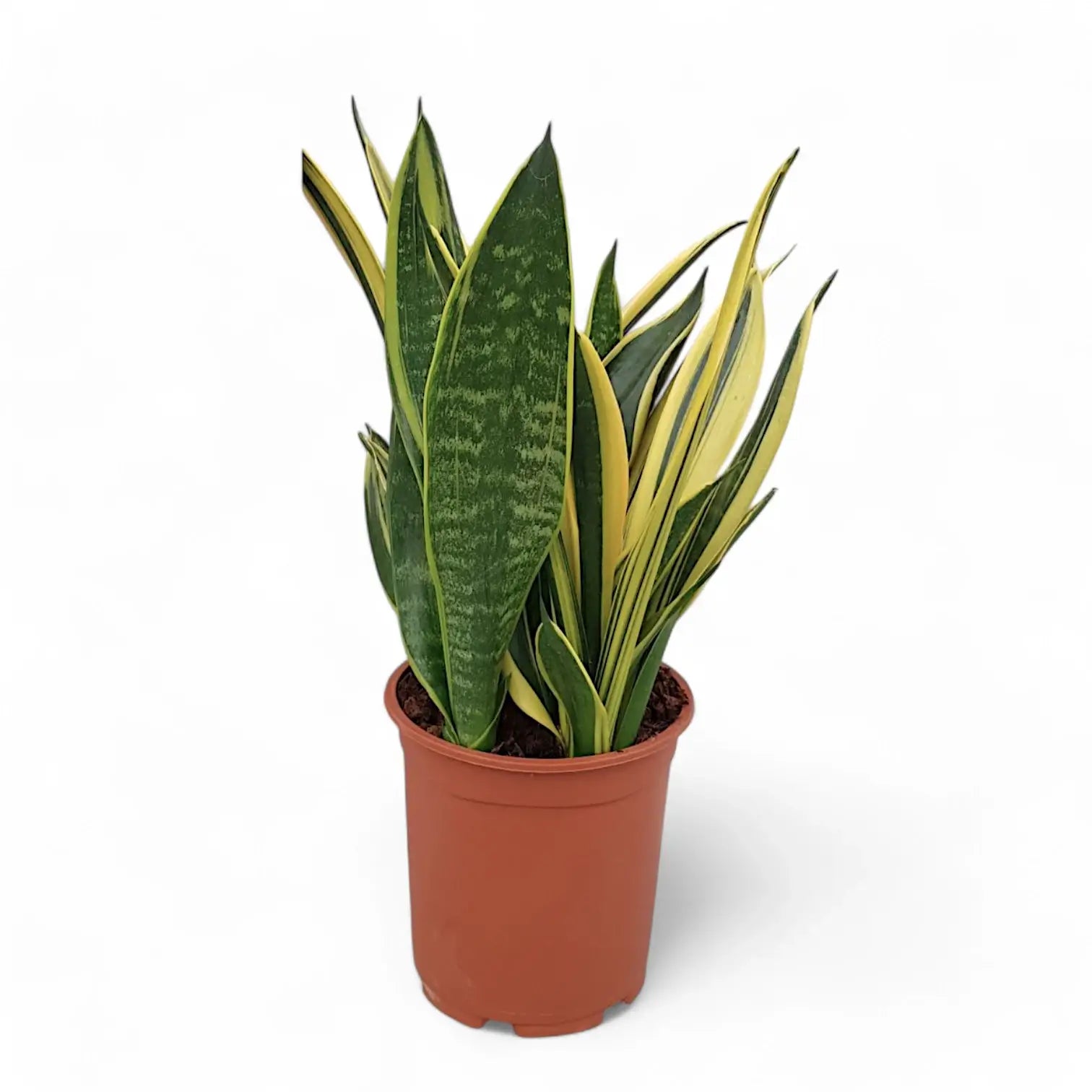 Dracaena (Sansevieria) trifasciata 'Gold Flame' potted houseplant in nursery pot on white background, product photo 3.