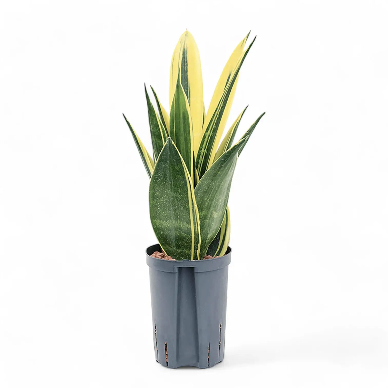 Dracaena (Sansevieria) trifasciata 'Gold Flame' potted houseplant in nursery pot on white background, product photo 4.