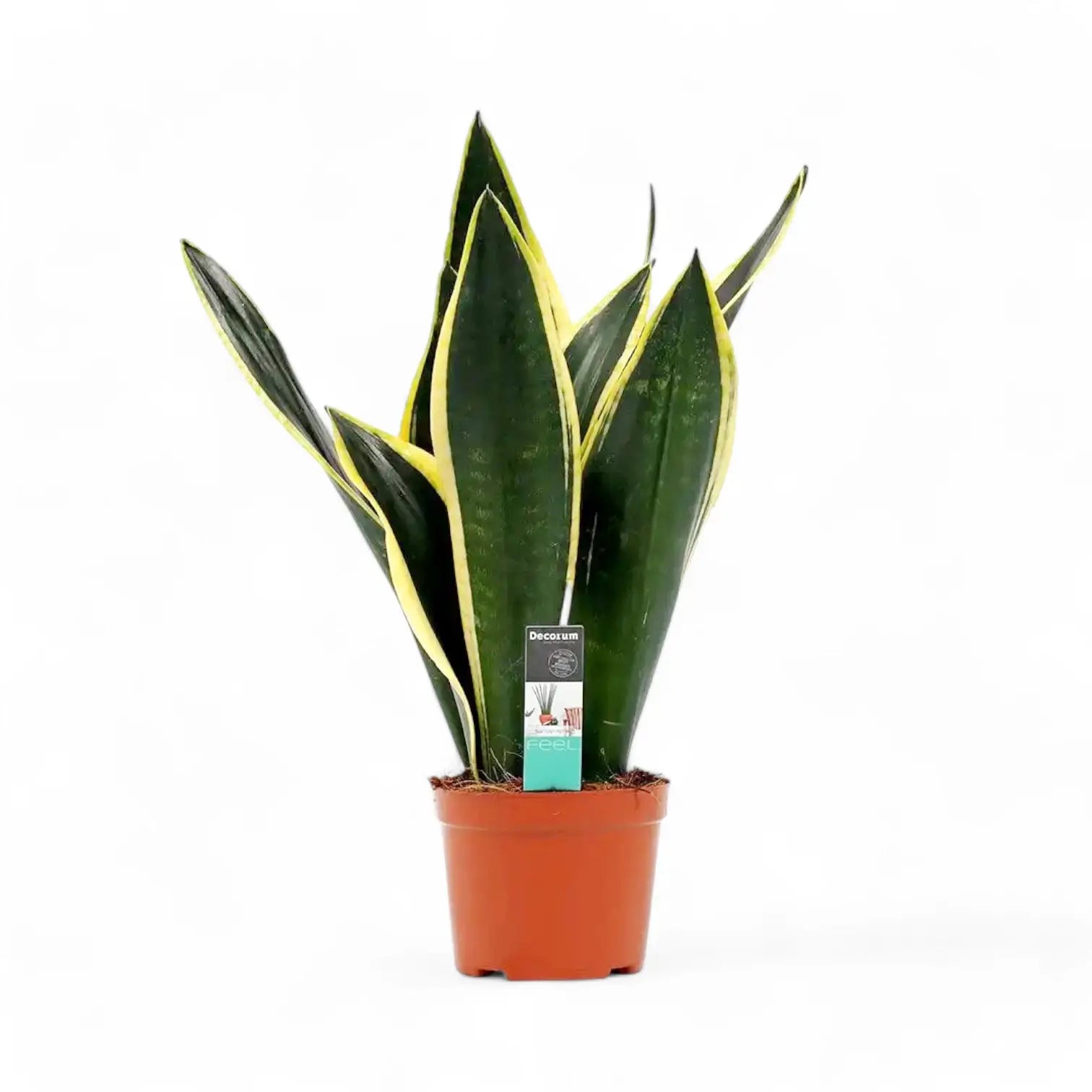 Dracaena (Sansevieria) trifasciata 'Night Shade' potted houseplant in nursery pot on white background, product photo 3.