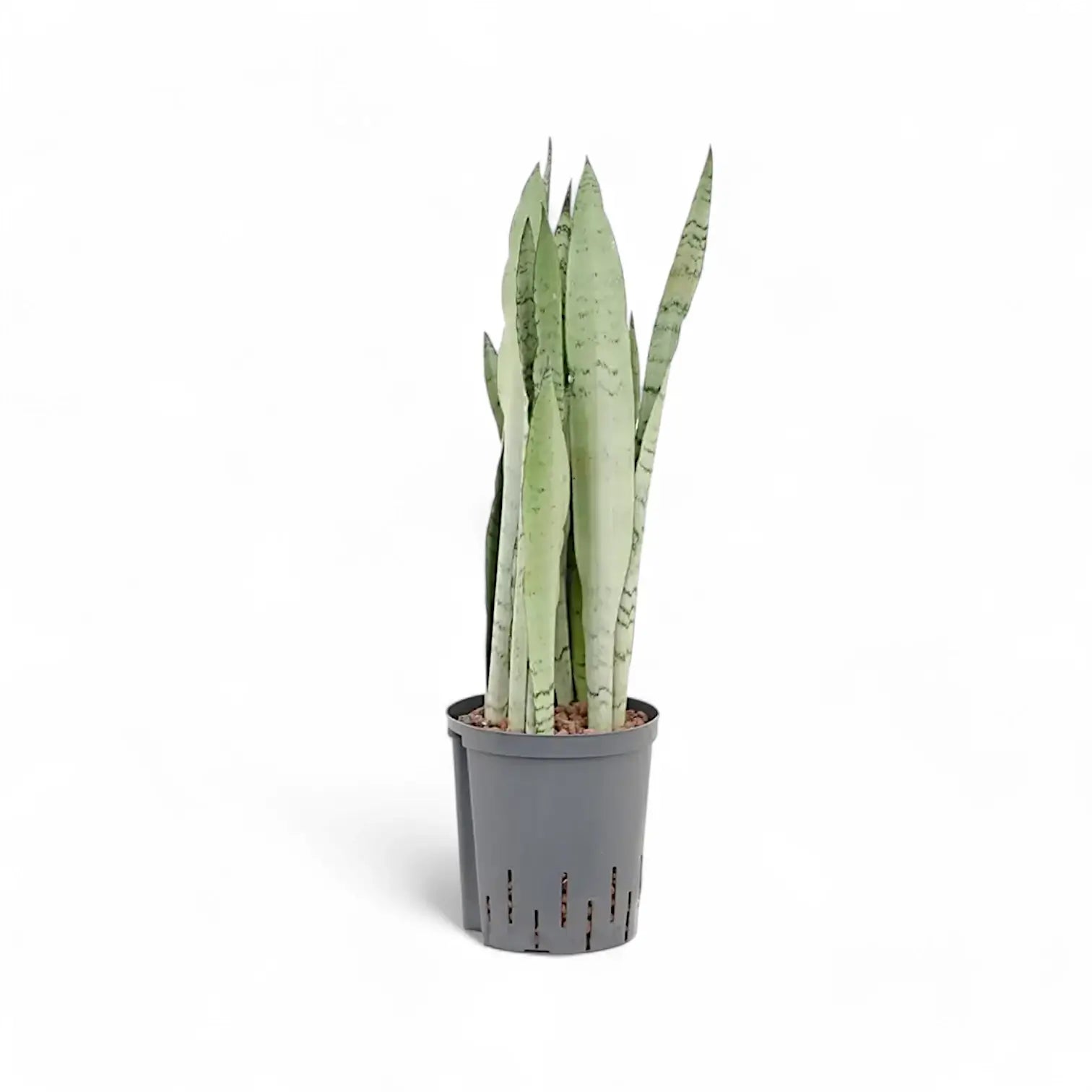 Dracaena (Sansevieria) trifasciata 'Silver Mist' potted houseplant in nursery pot on white background, product photo 2.