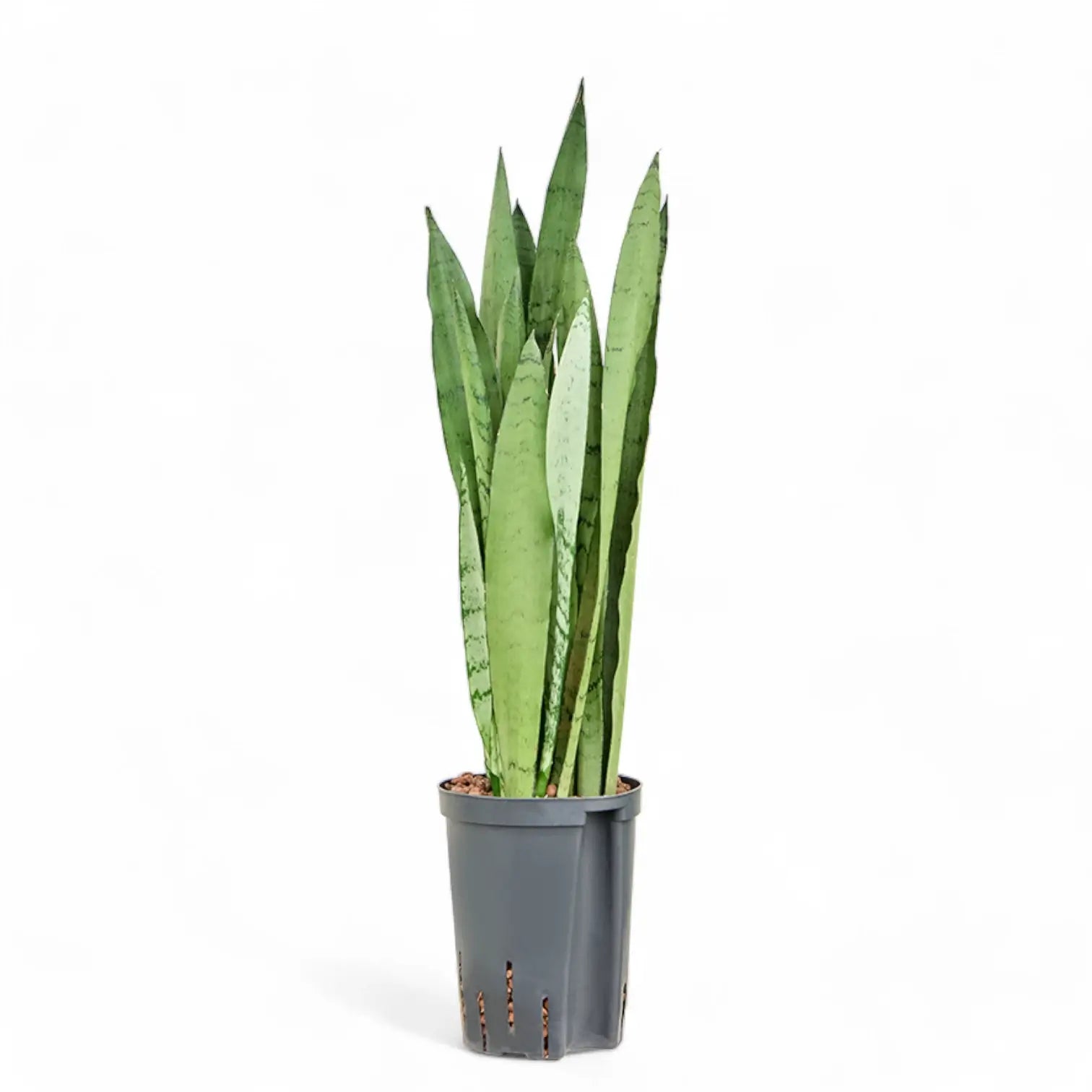 Dracaena (Sansevieria) trifasciata 'Silver Mist' potted houseplant in nursery pot on white background, product photo 3.