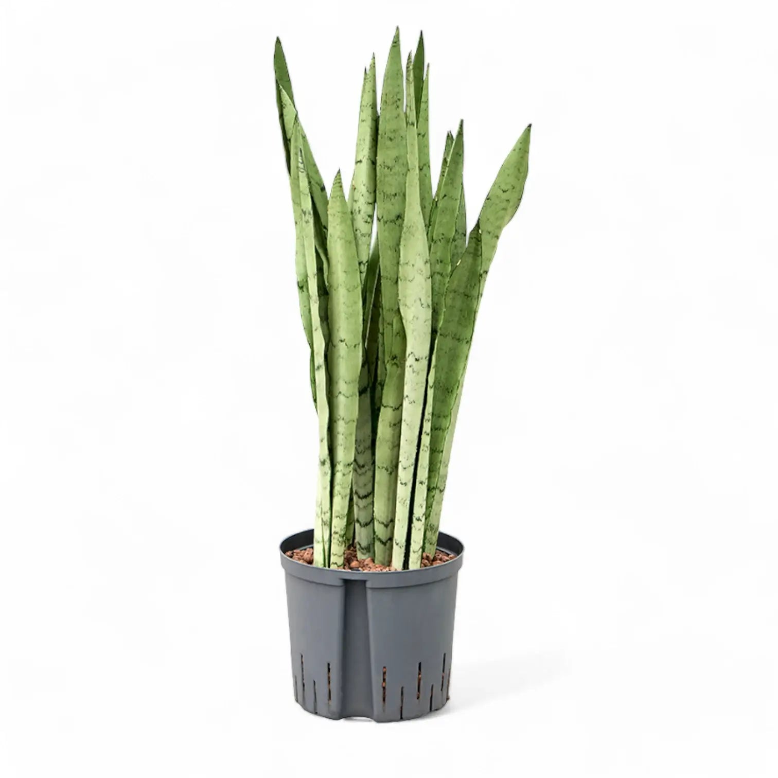 Dracaena (Sansevieria) trifasciata 'Silver Mist' potted houseplant in nursery pot on white background, product photo 6.