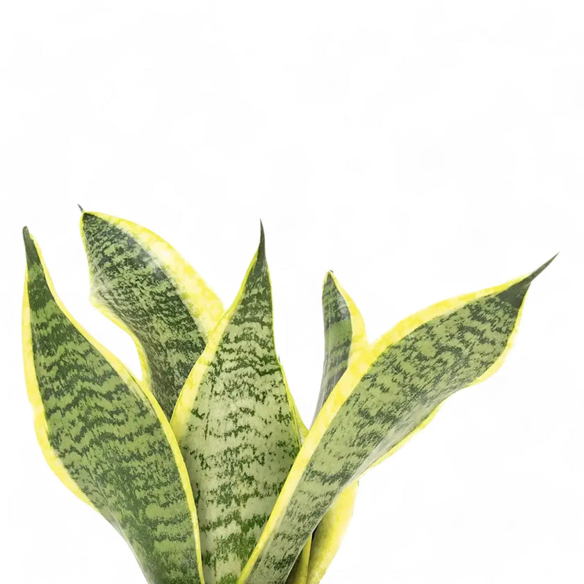 Dracaena (Sansevieria) trifasciata 'Superba' â Blattdetail vor weiĂem Hintergrund..