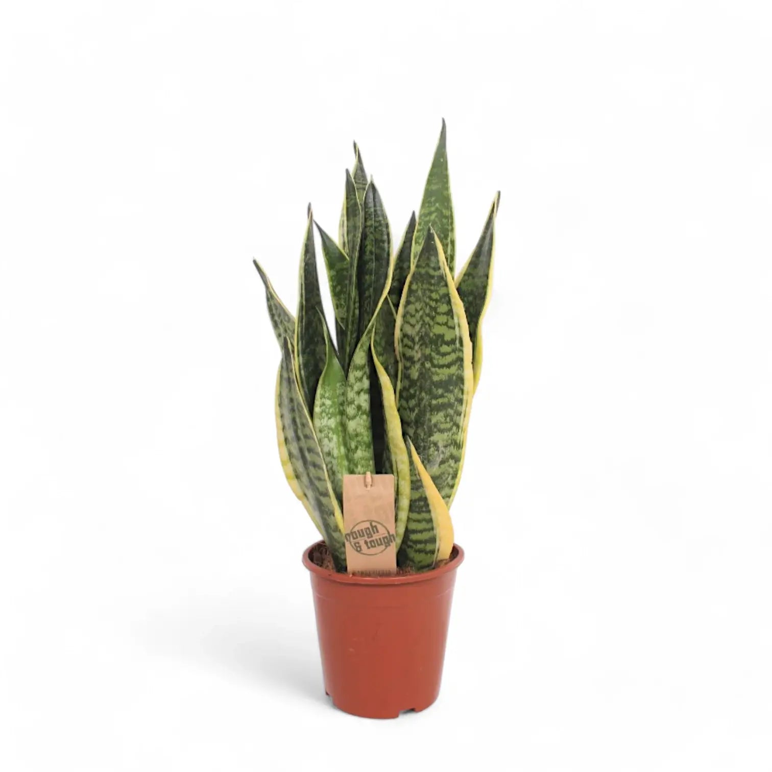 Dracaena (Sansevieria) trifasciata 'Superba' potted houseplant in nursery pot on white background, product photo 3.