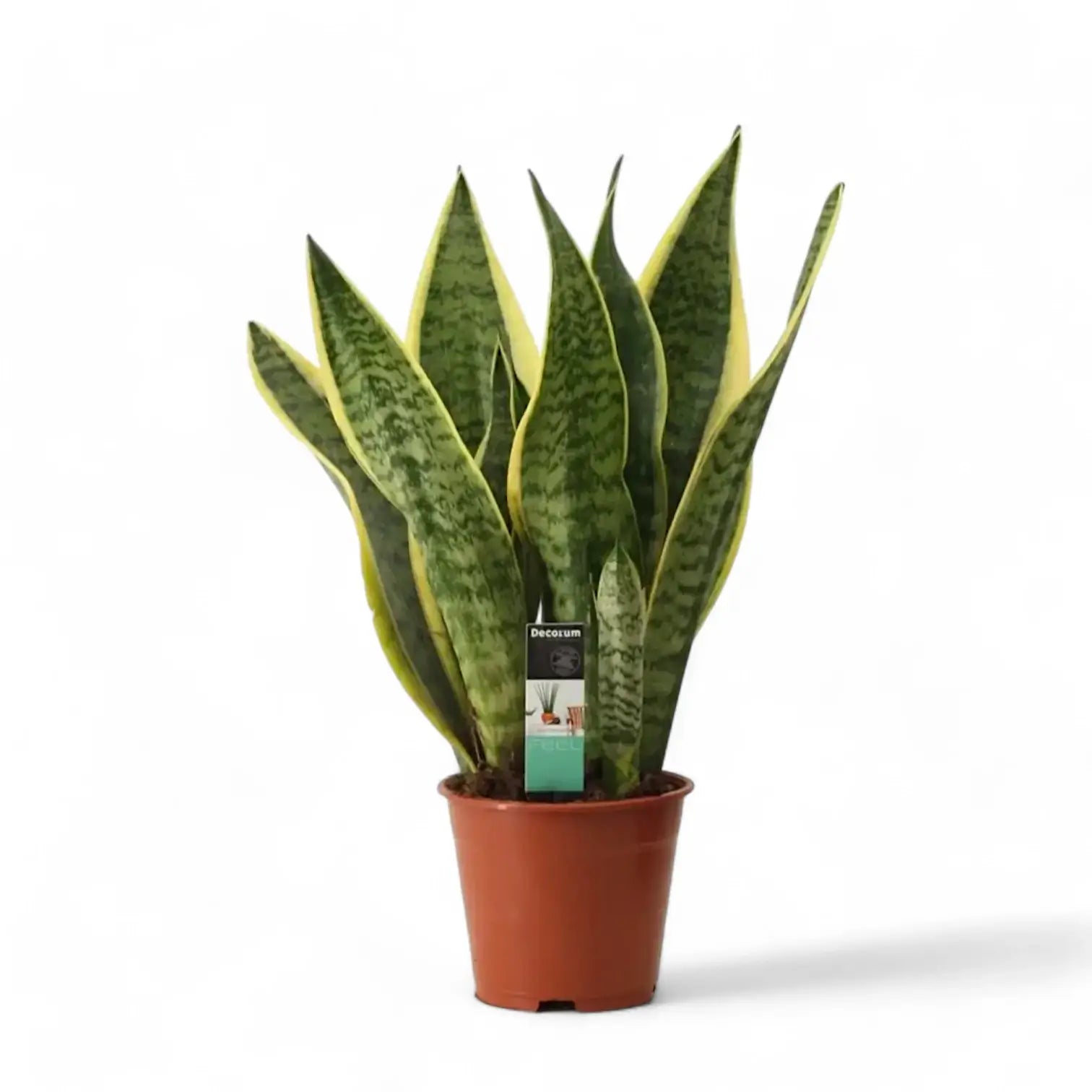 Dracaena (Sansevieria) trifasciata 'Superba' potted houseplant in nursery pot on white background, product photo 6.