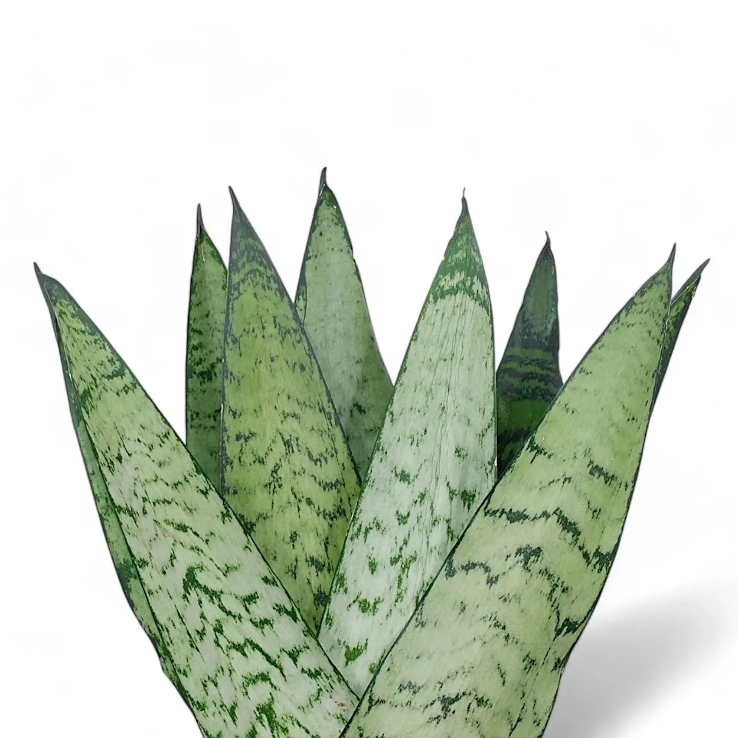 Dracaena (Sansevieria) zeylanica 'Fan' leaf close-up on white background.