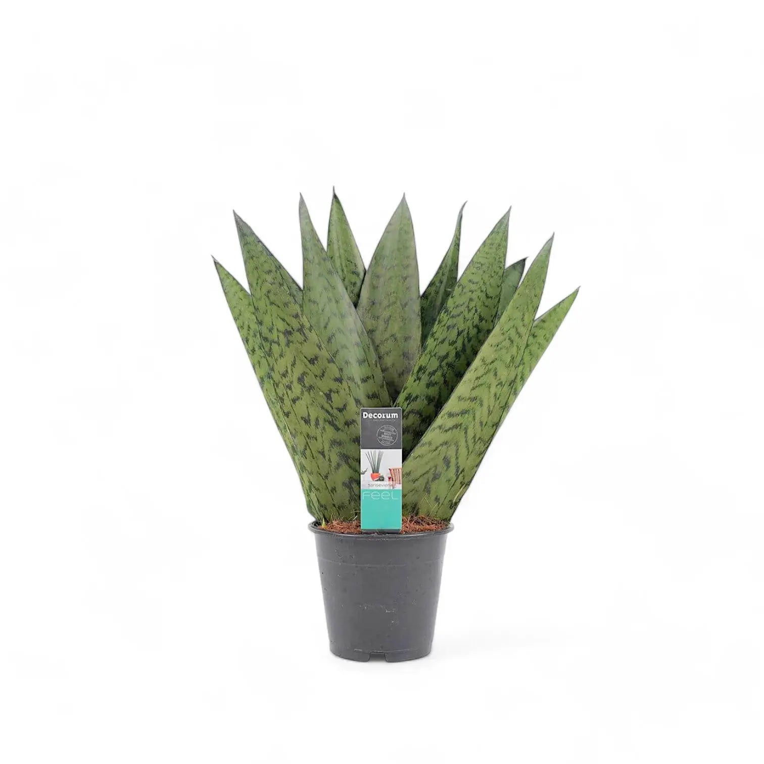 Dracaena (Sansevieria) zeylanica 'Fan' potted houseplant in nursery pot on white background, product photo 2.
