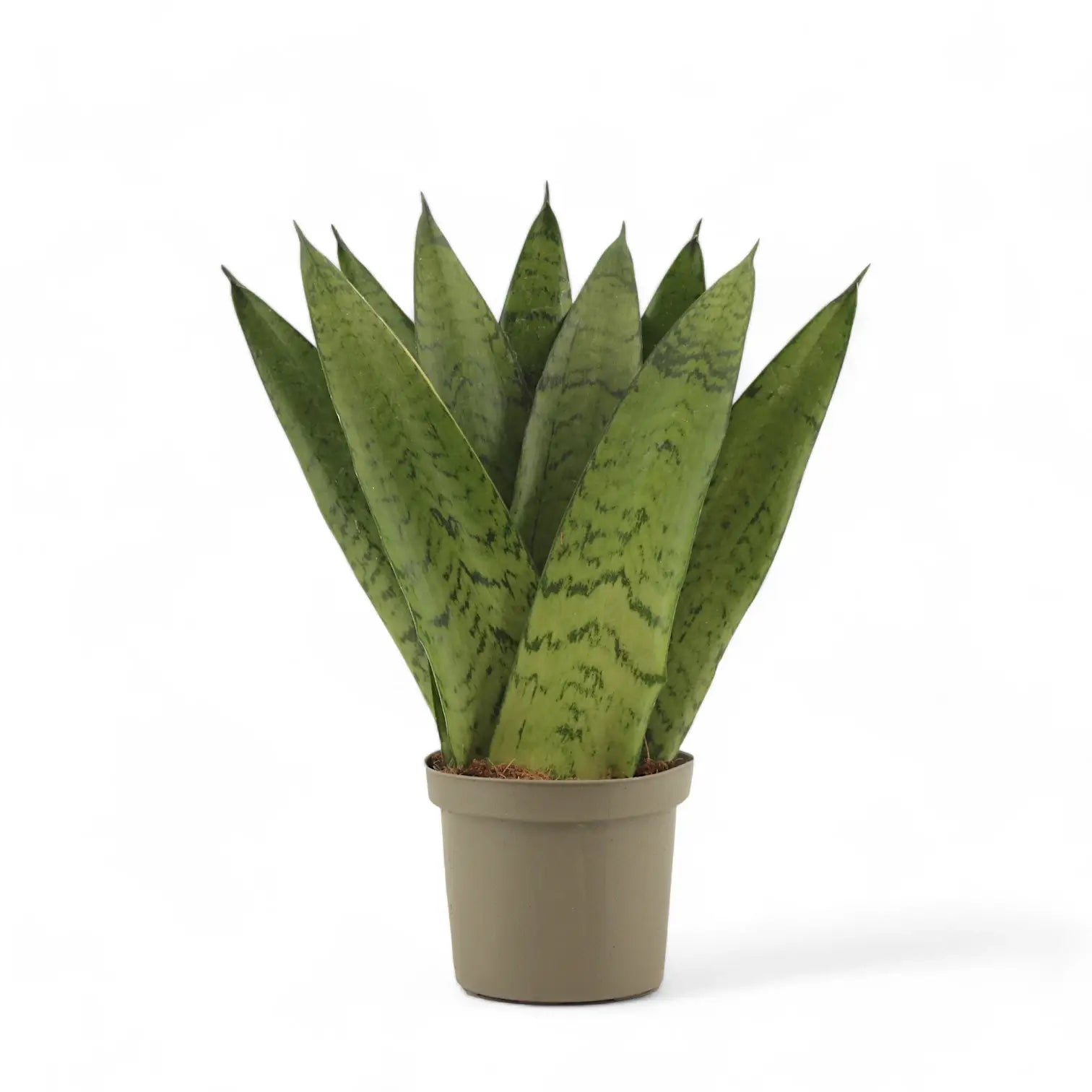 Dracaena (Sansevieria) zeylanica 'Fan' potted houseplant in nursery pot on white background, product photo 4.
