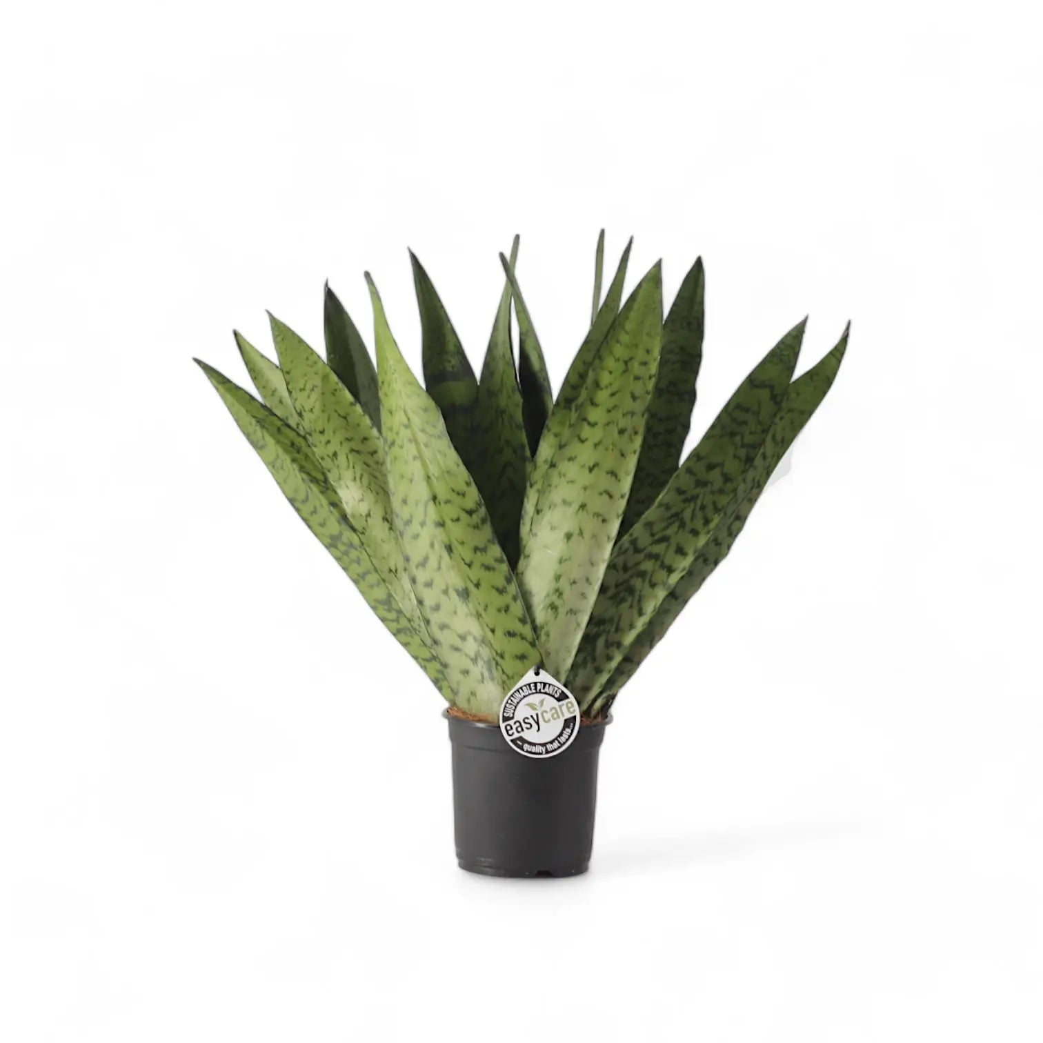 Dracaena (Sansevieria) zeylanica 'Fan' potted houseplant in nursery pot on white background, product photo 5.
