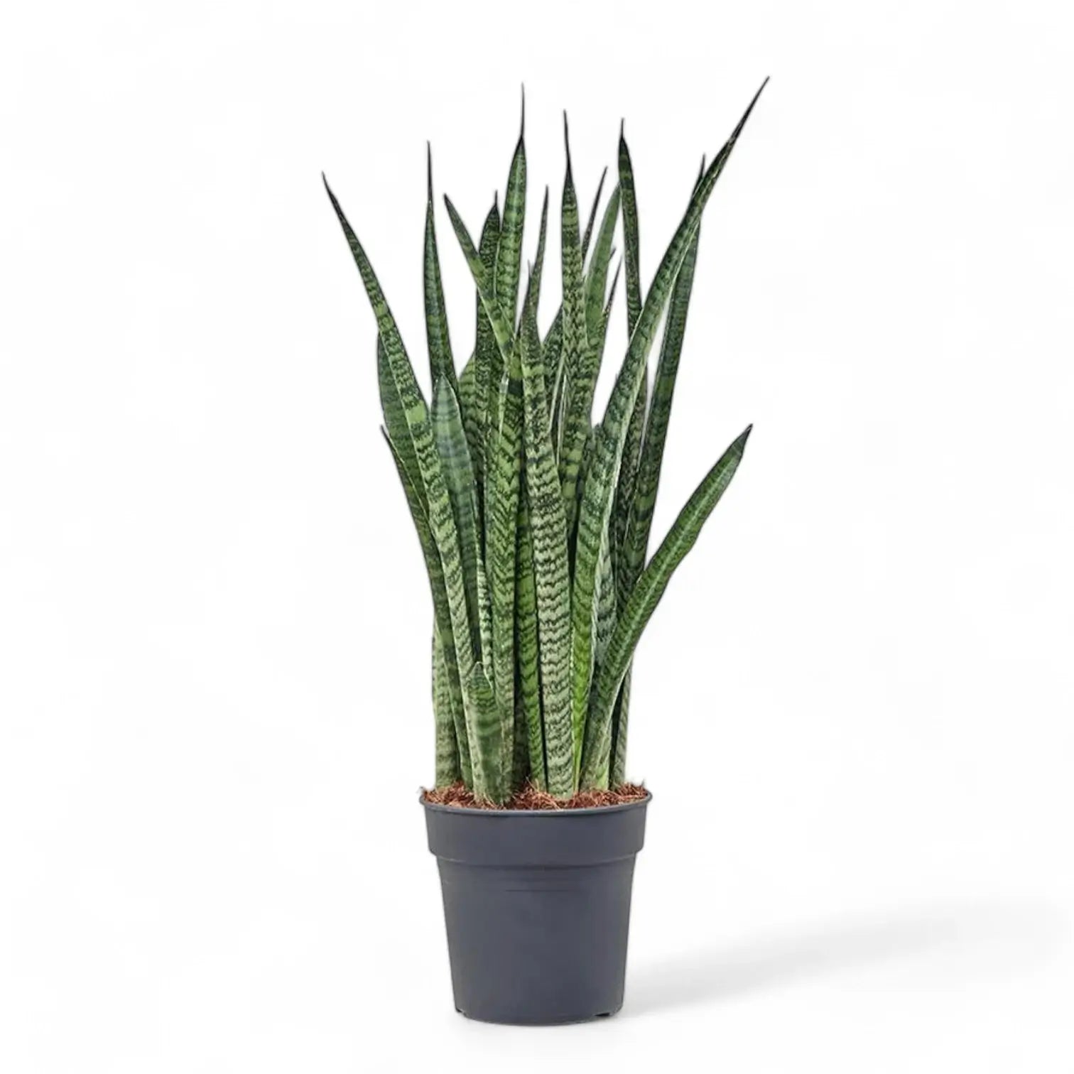Dracaena (Sansevieria) zeylanica 'Narrow' potted houseplant in nursery pot on white background, product photo 4.