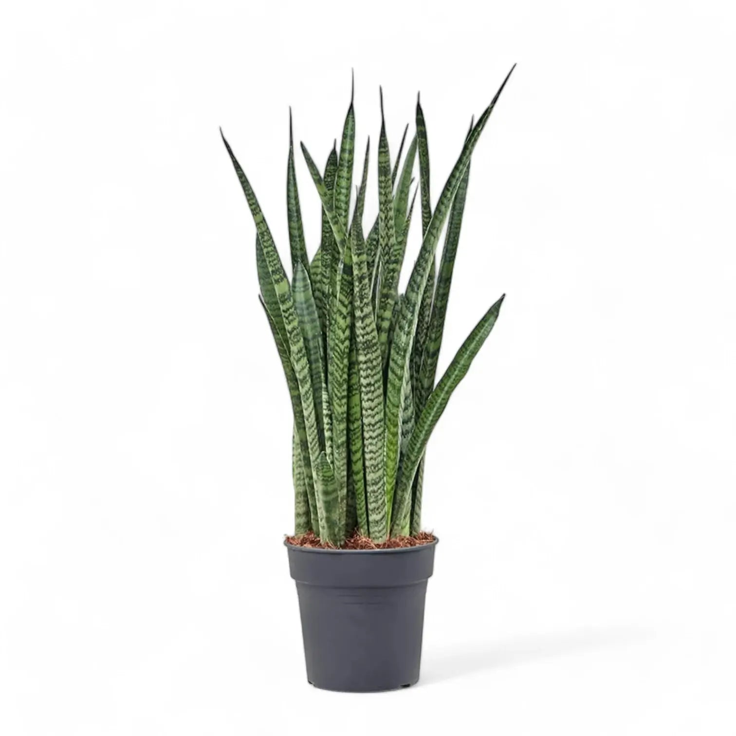 Dracaena (Sansevieria) zeylanica 'Narrow' potted houseplant in nursery pot on white background, product photo 7.