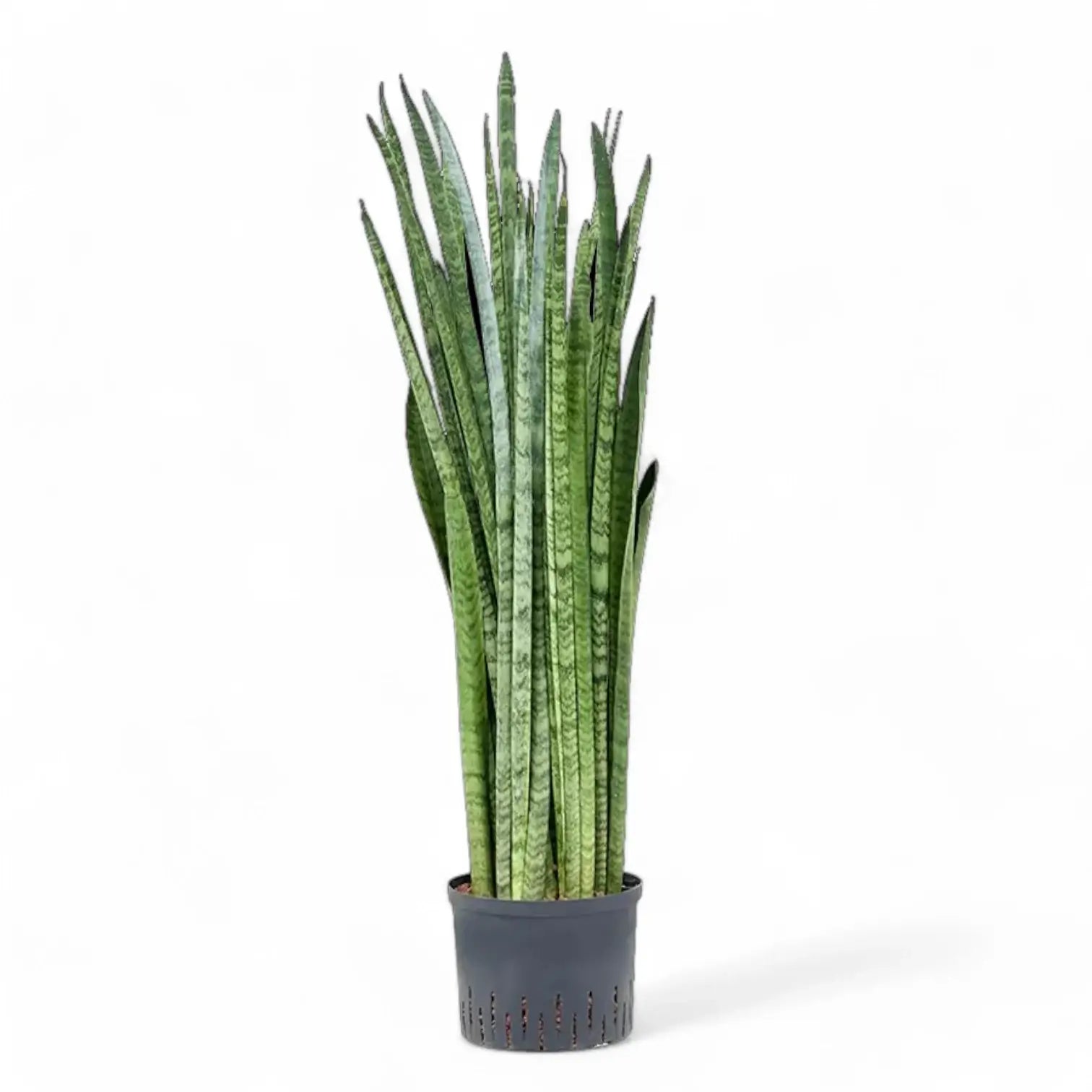 Dracaena (Sansevieria) zeylanica 'Narrow' potted houseplant in nursery pot on white background, product photo 8.