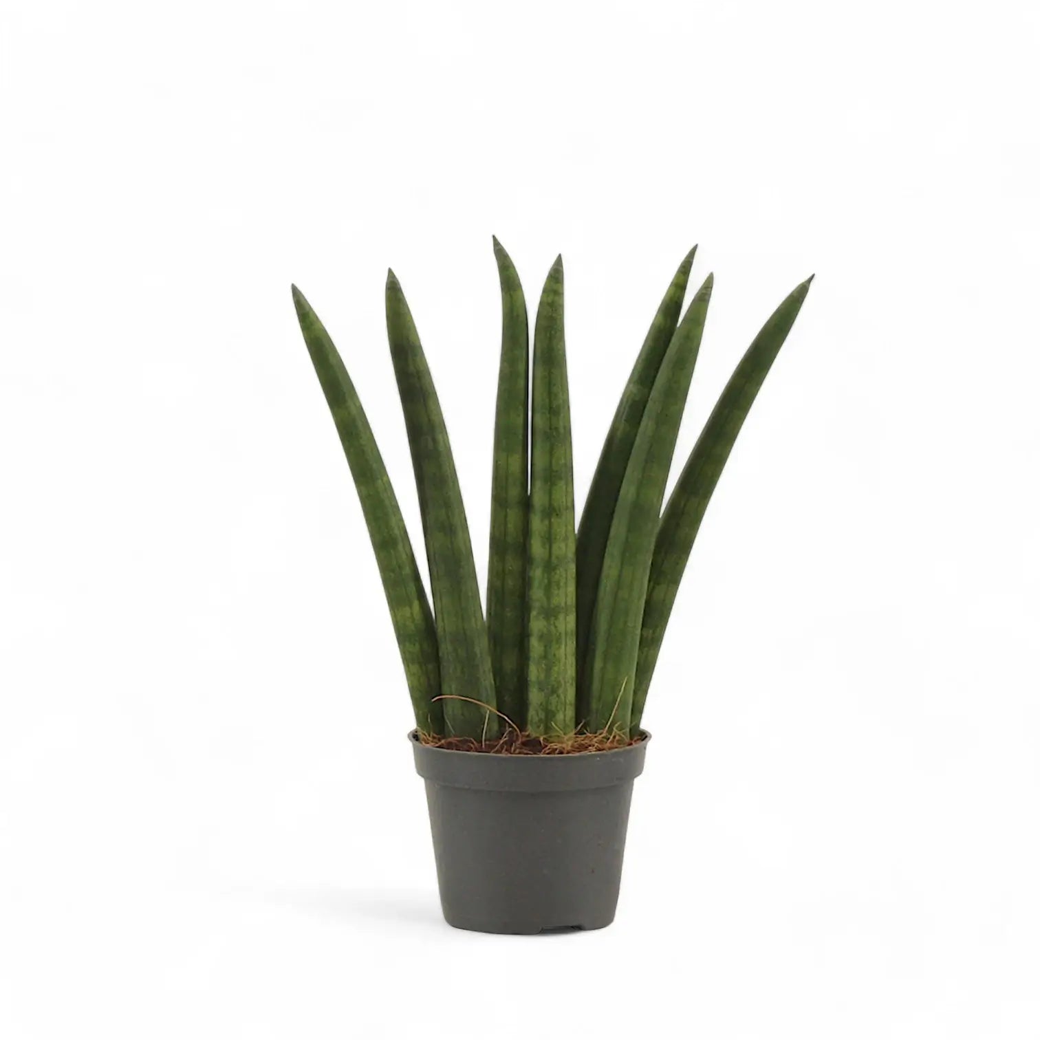 Dracaena angolensis (Sansevieria cylindrica) 'Fan' potted houseplant in nursery pot on white background, product photo 2.