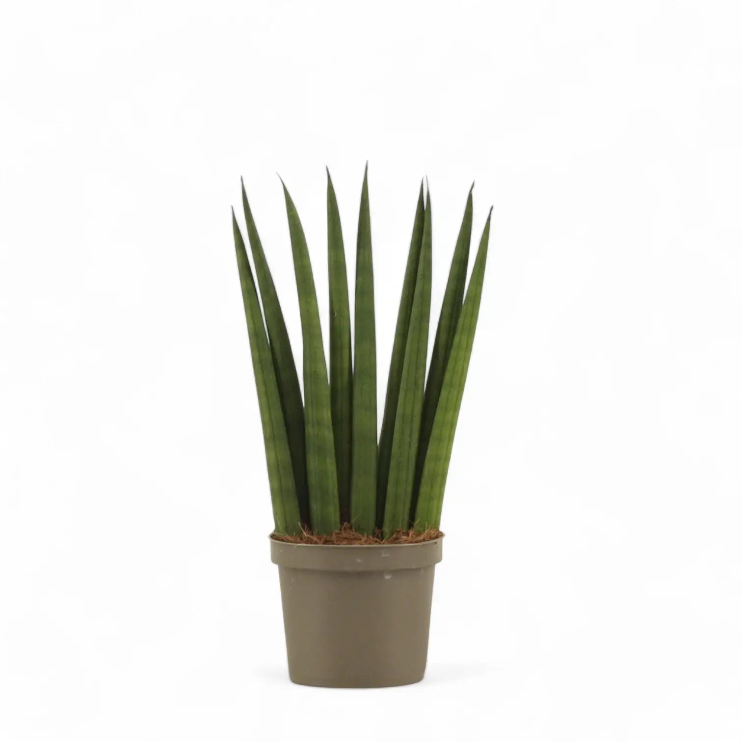 Dracaena angolensis (Sansevieria cylindrica) 'Fan' potted houseplant in nursery pot on white background, product photo 3.