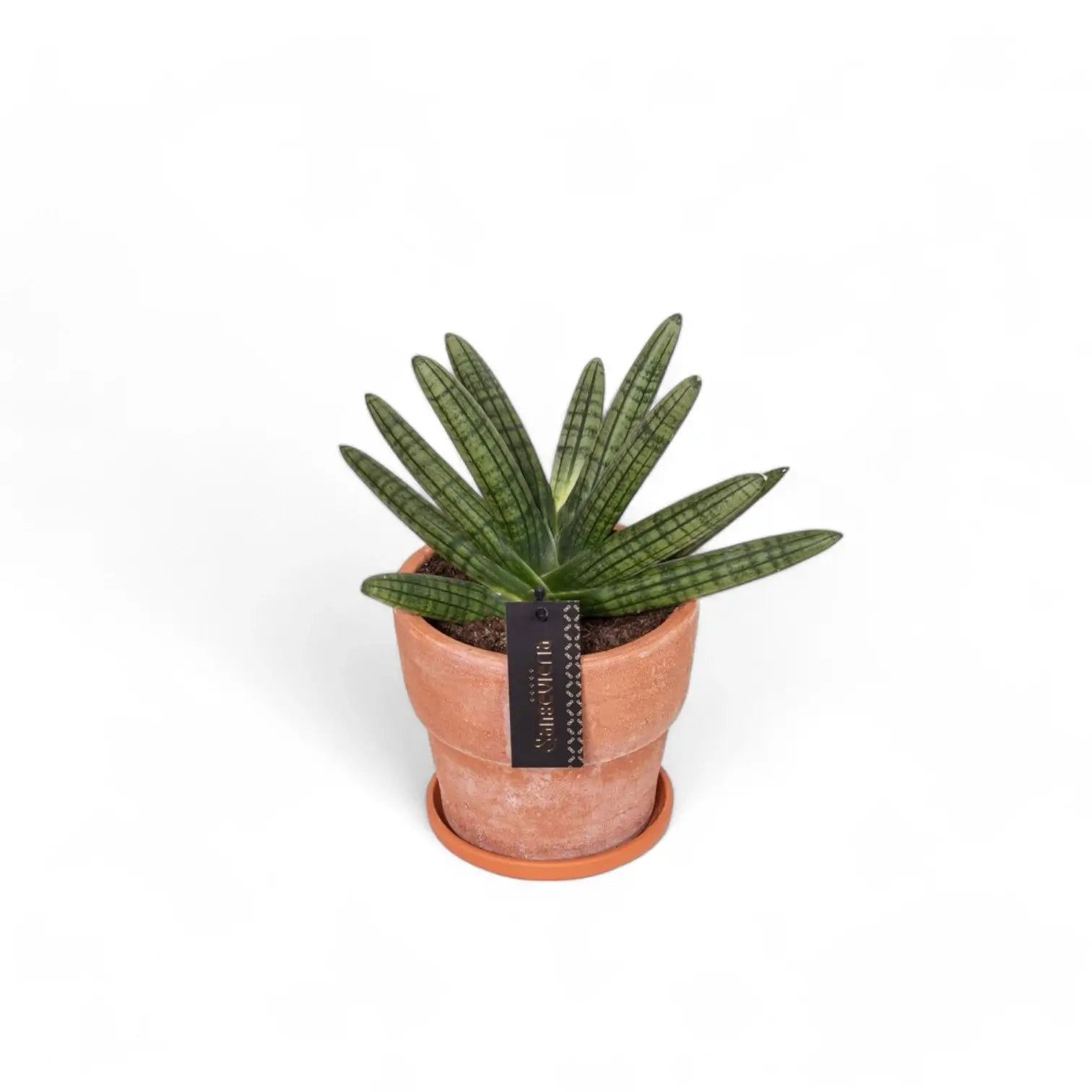 Dracaena angolensis (Sansevieria cylindrica) 'Inti' potted houseplant in nursery pot on white background, product photo 4.