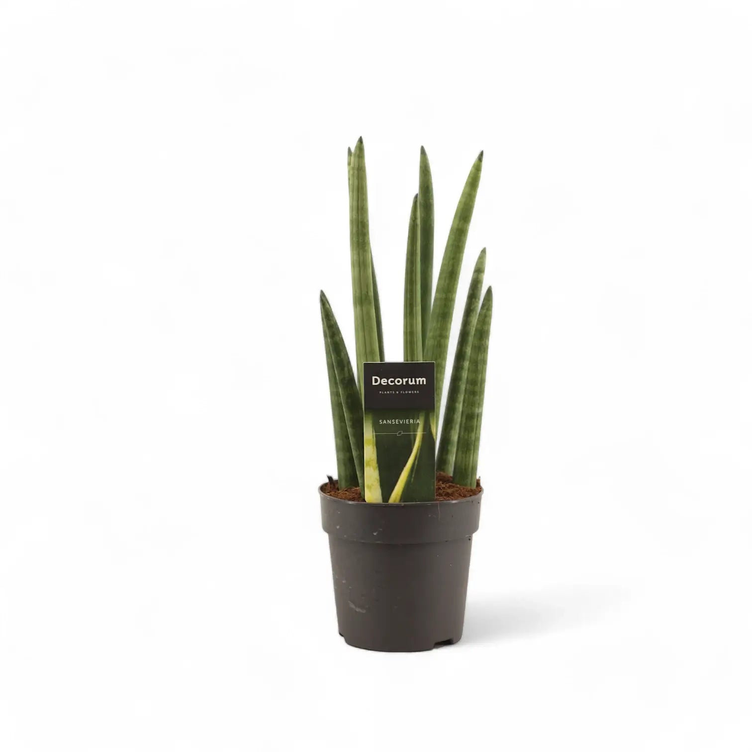 Dracaena angolensis (Sansevieria cylindrica) 'Rocket' potted houseplant in nursery pot on white background, product photo 3.