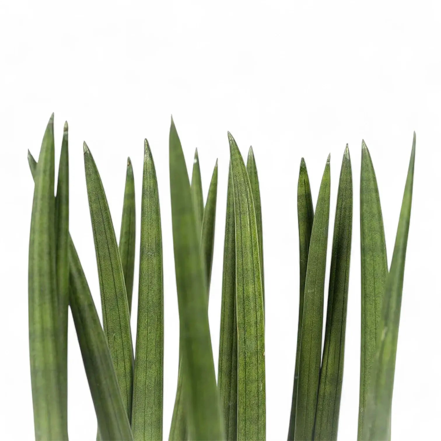 Dracaena angolensis (Sansevieria cylindrica) 'Spaghetti' leaf close-up on white background.