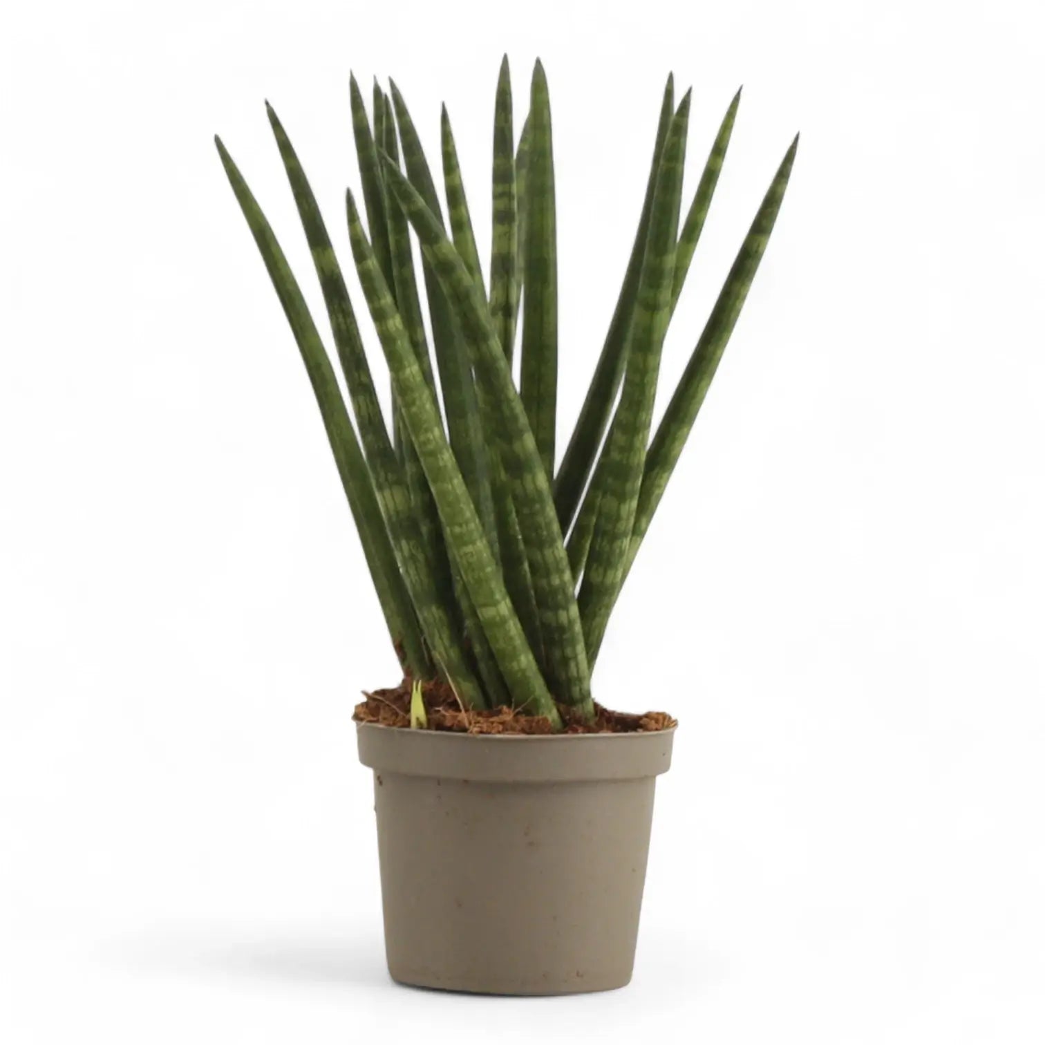 Dracaena angolensis (Sansevieria cylindrica) 'Spaghetti' potted houseplant in nursery pot on white background, product photo 4.