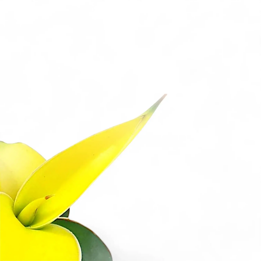 Dracaena angolensis (Sansevieria cylindrica) 'Star Canary' â Blattdetail vor weiĂem Hintergrund..