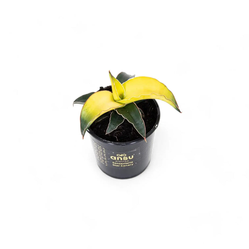 Dracaena angolensis (Sansevieria cylindrica) 'Star Canary' Zimmerpflanze im Anzuchttopf vor weiĂem Hintergrund, Produktfoto 2.