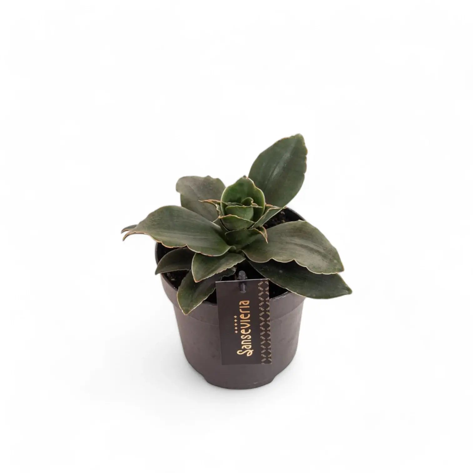 Dracaena angolensis (Sansevieria cylindrica) 'Star Rose' potted houseplant in nursery pot on white background, product photo 2.