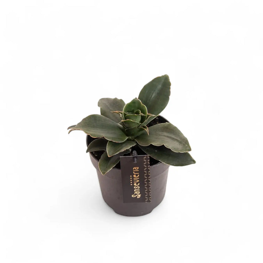 Dracaena angolensis (Sansevieria cylindrica) 'Star Rose' Zimmerpflanze im Anzuchttopf vor weiĂem Hintergrund, Produktfoto 2.