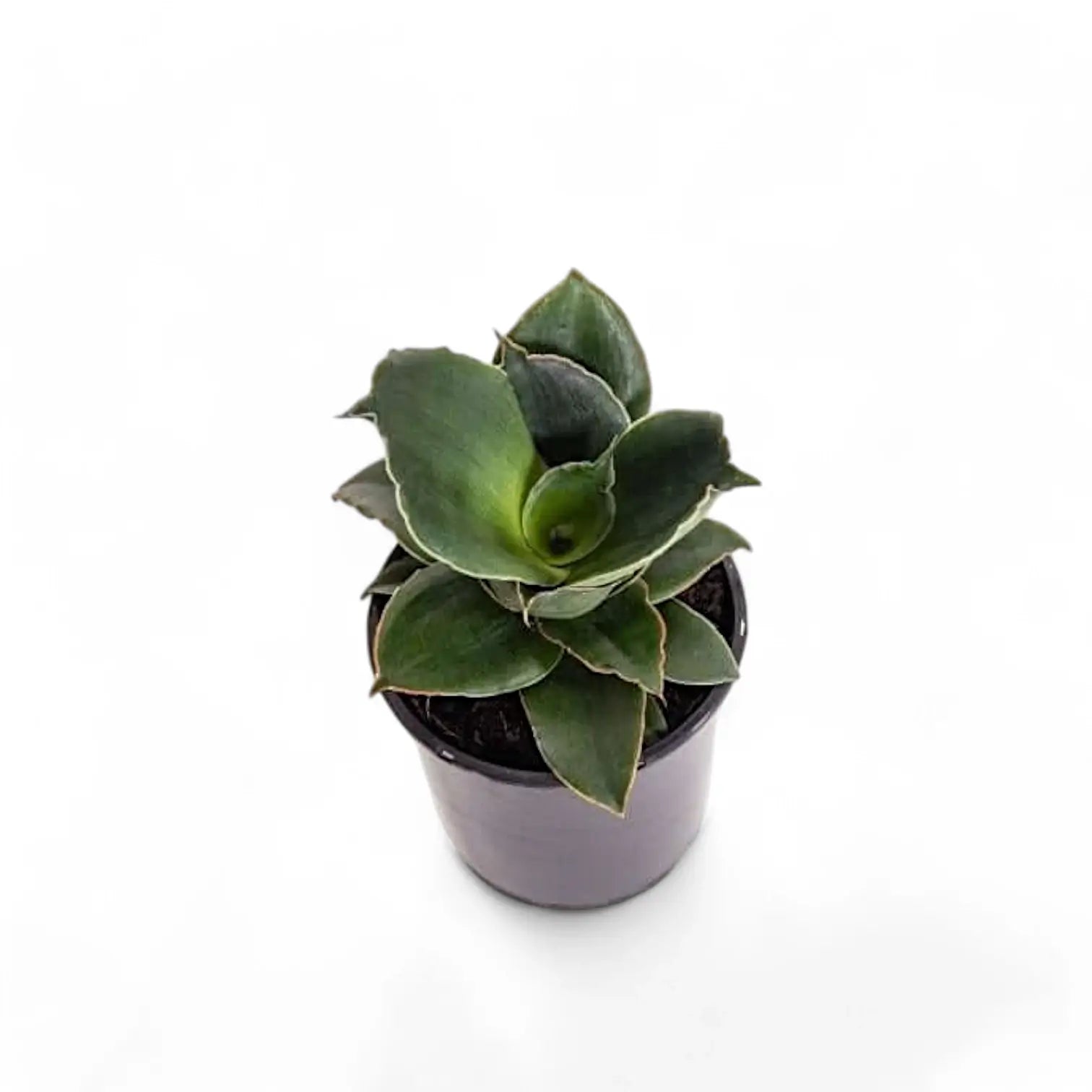 Dracaena angolensis (Sansevieria cylindrica) 'Star Rose' potted houseplant in nursery pot on white background, product photo 4.