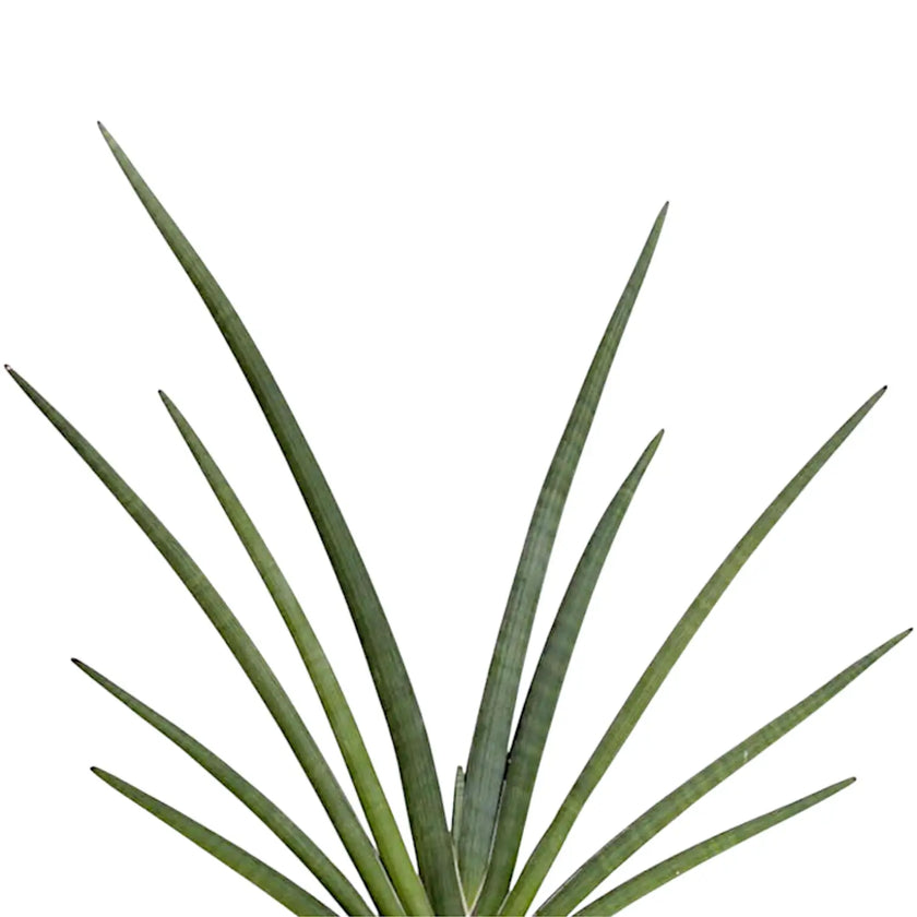 Dracaena angolensis (Sansevieria cylindrica) 'Tiara Grund Gazzelle' â Blattdetail vor weiĂem Hintergrund..