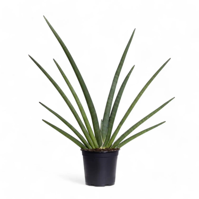 Dracaena angolensis (Sansevieria cylindrica) 'Tiara Grund Gazzelle' Zimmerpflanze im Anzuchttopf vor weiĂem Hintergrund, Produktfoto 2.