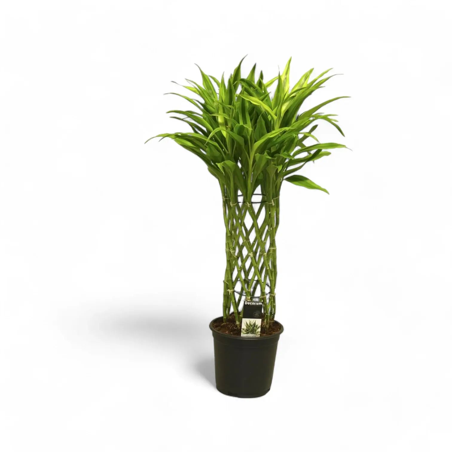 Dracaena braunii 'Gold' Zimmerpflanze im Anzuchttopf vor weißem Hintergrund, Produktfoto 4.