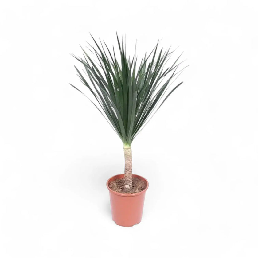 Dracaena draco potted houseplant in nursery pot on white background, product photo 2.