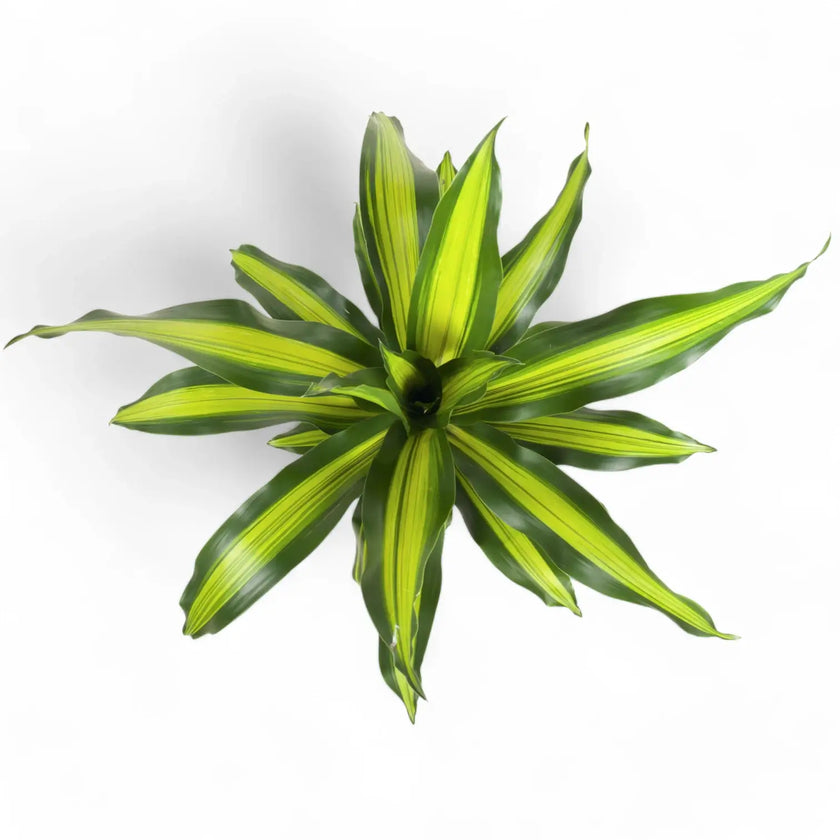 Dracaena fragrans 'Burley' leaf close-up on white background.