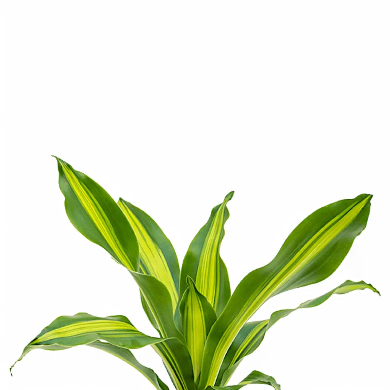 Dracaena fragrans 'Burley' Zimmerpflanze im Anzuchttopf vor weißem Hintergrund, Produktfoto 6.