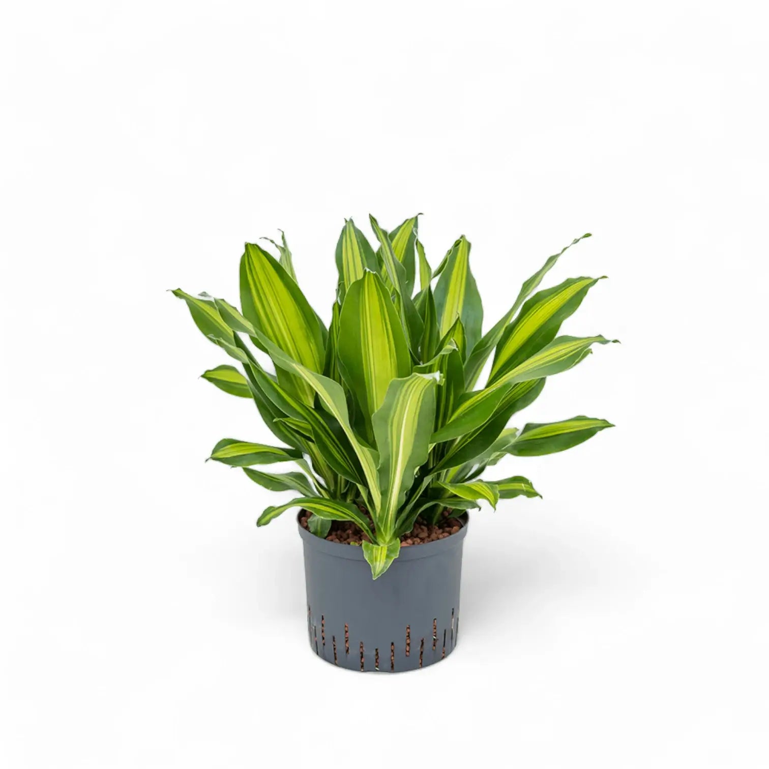 Dracaena fragrans 'Burley' Zimmerpflanze im Anzuchttopf vor weißem Hintergrund, Produktfoto 8.
