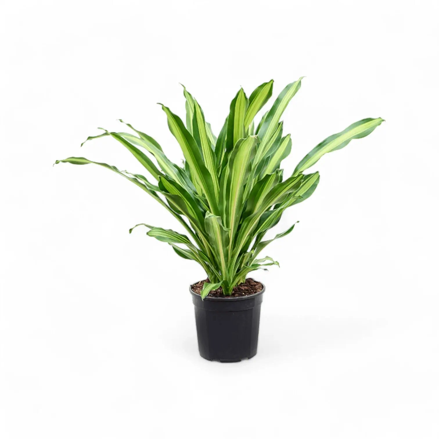 Dracaena fragrans 'Burley' Zimmerpflanze im Anzuchttopf vor weißem Hintergrund, Produktfoto 9.