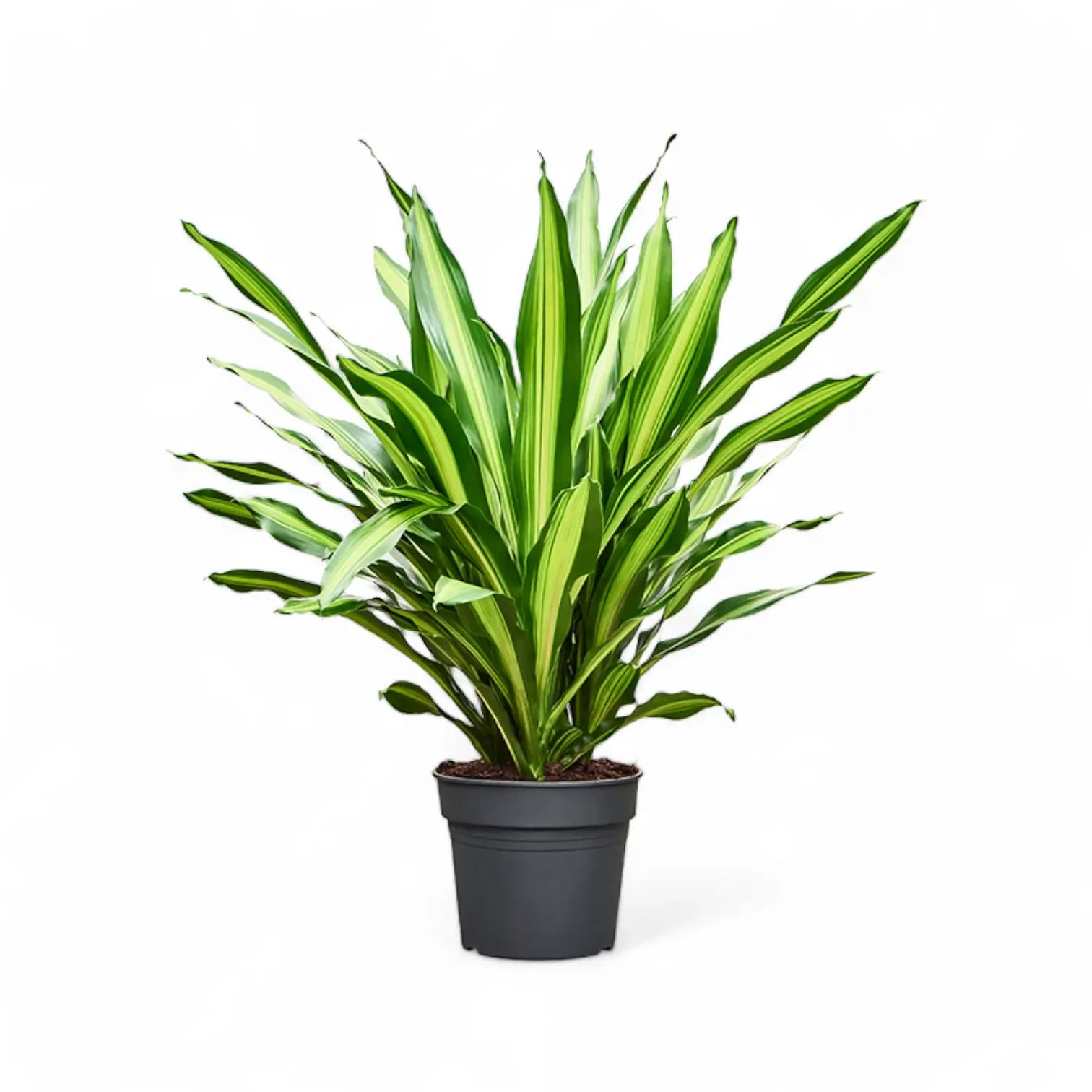 Dracaena fragrans 'Burley' Zimmerpflanze im Anzuchttopf vor weißem Hintergrund, Produktfoto 10.