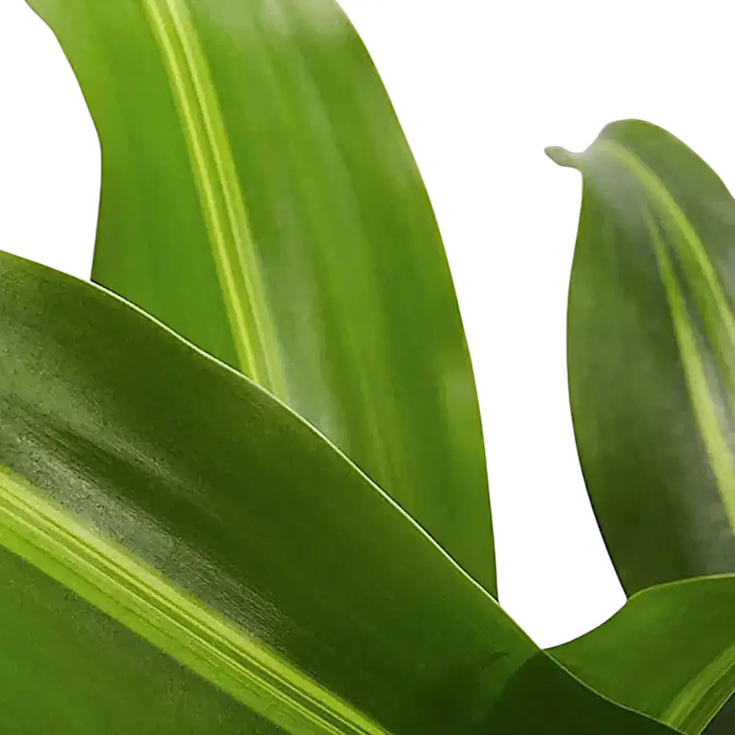 Dracaena fragrans 'Burley' Zimmerpflanze im Anzuchttopf vor weißem Hintergrund, Produktfoto 11.