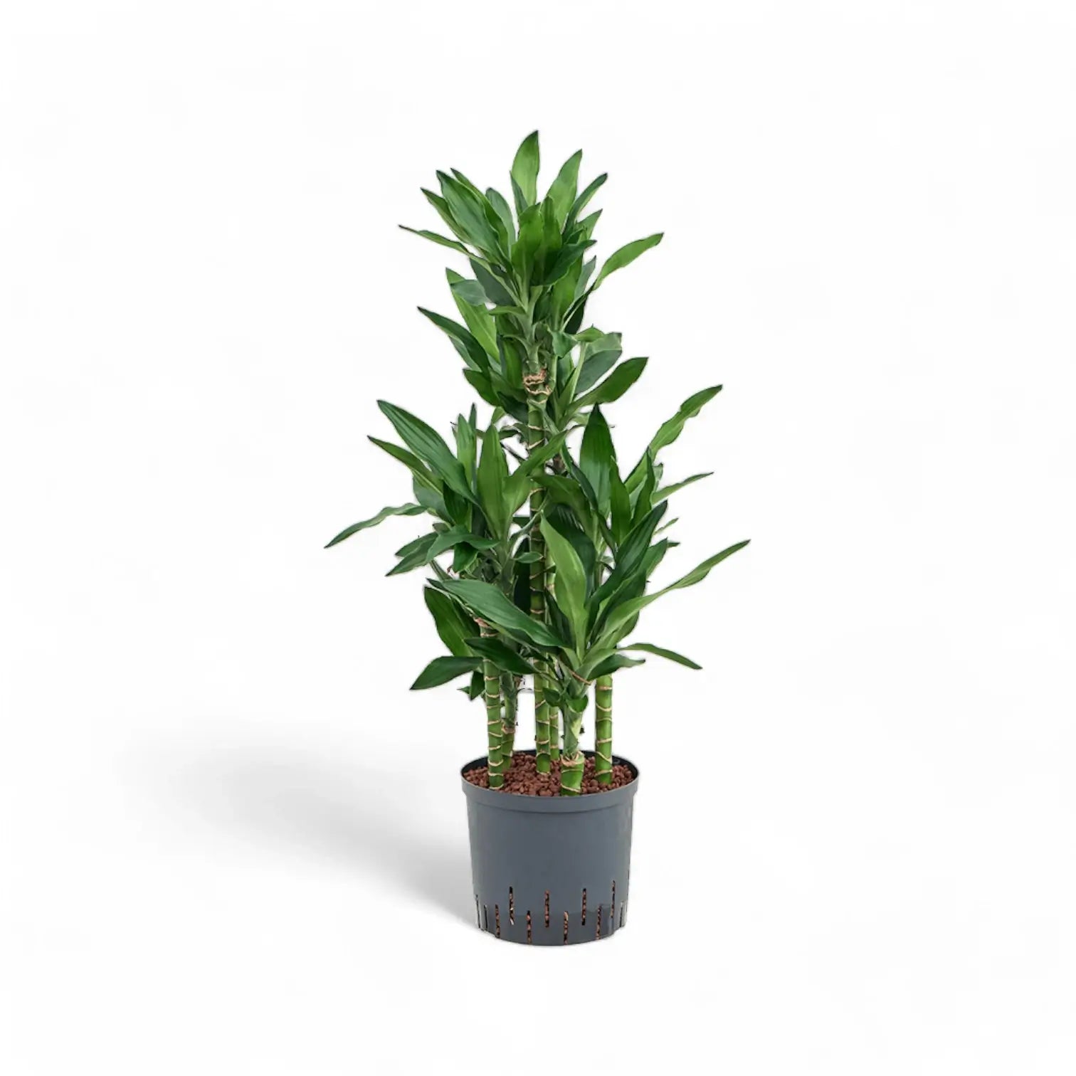 Dracaena fragrans 'Burundi' Zimmerpflanze im Anzuchttopf vor weißem Hintergrund, Produktfoto 4.