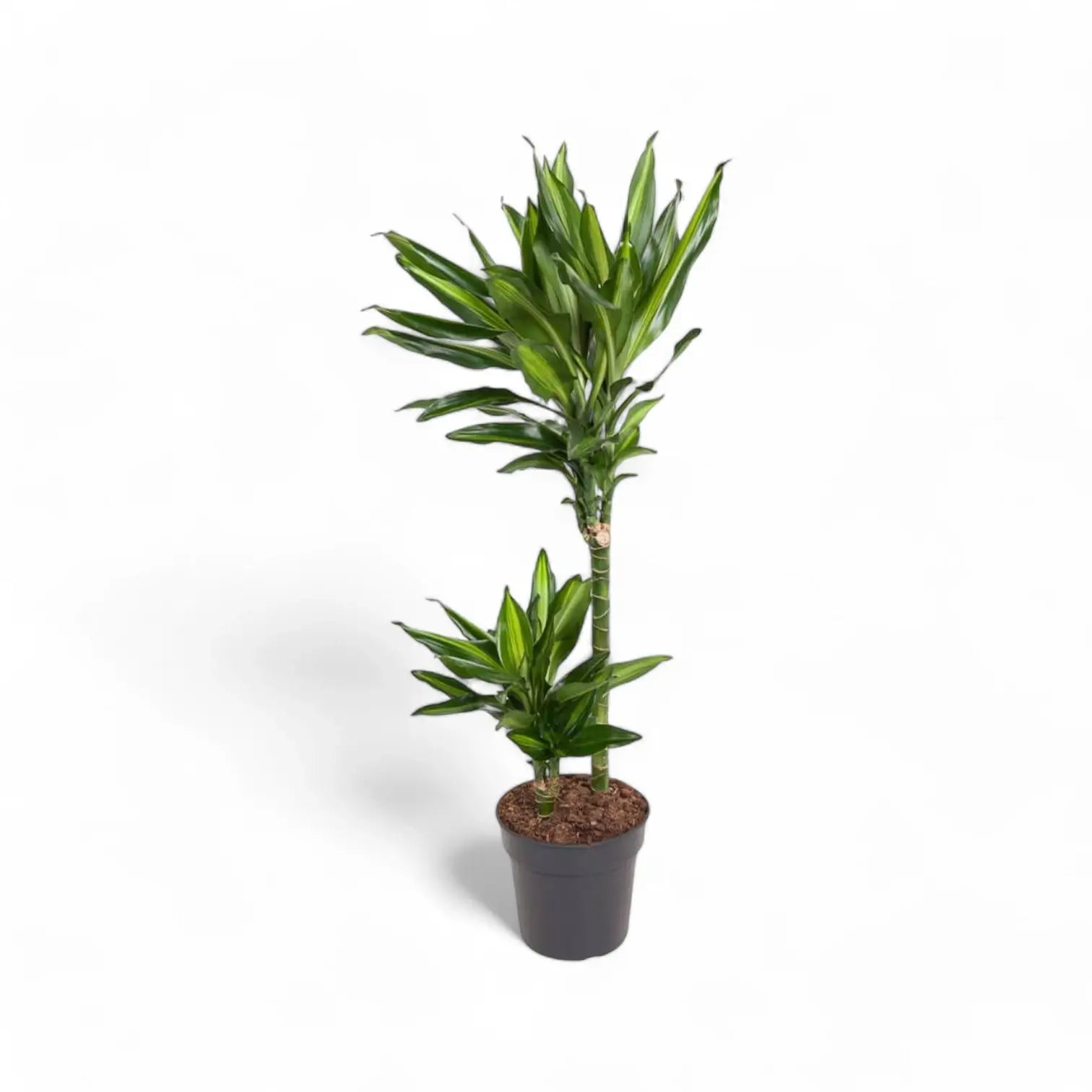 Dracaena fragrans 'Cintho' Zimmerpflanze im Anzuchttopf vor weiĂźem Hintergrund, Produktfoto 3.