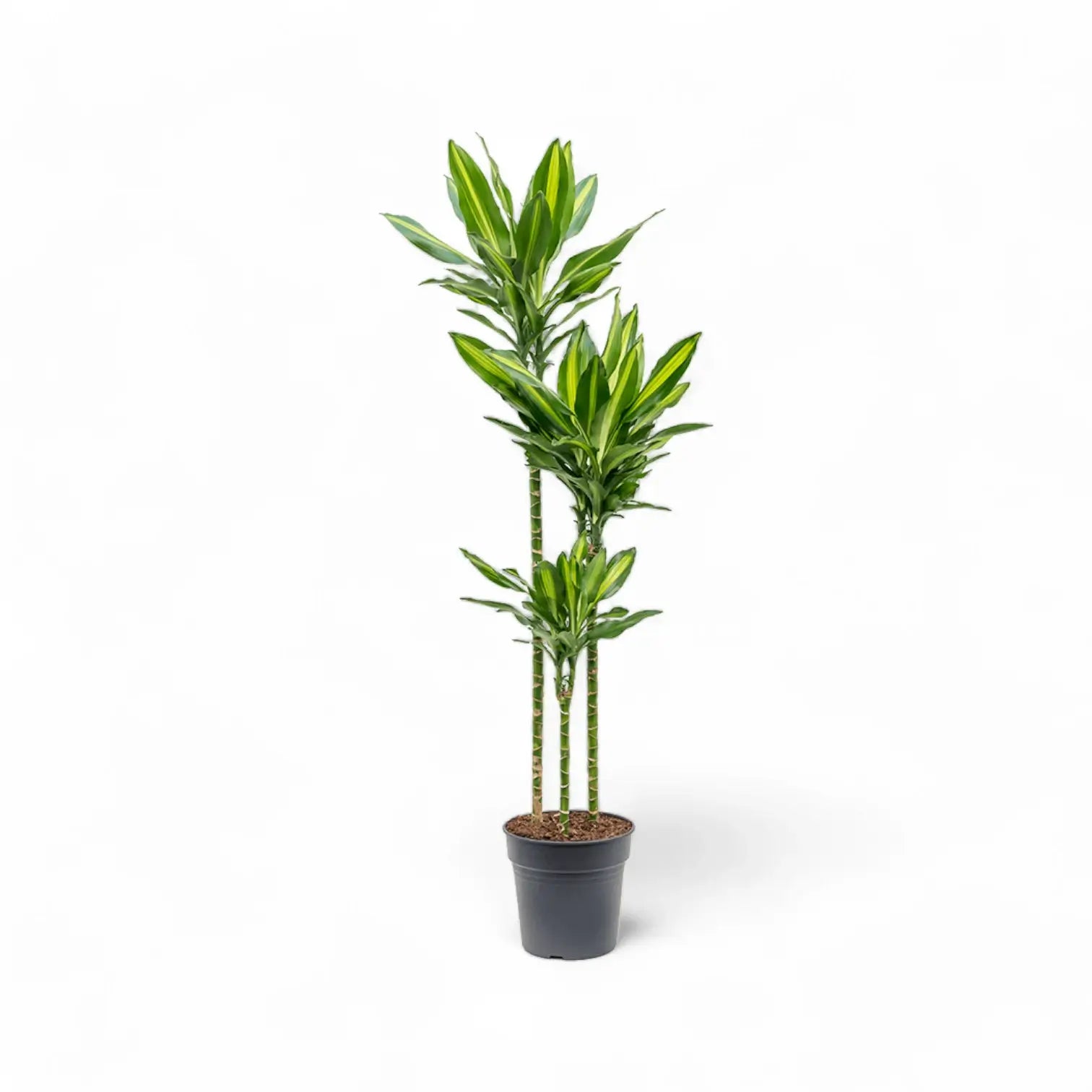 Dracaena fragrans 'Cintho' Zimmerpflanze im Anzuchttopf vor weiĂźem Hintergrund, Produktfoto 4.