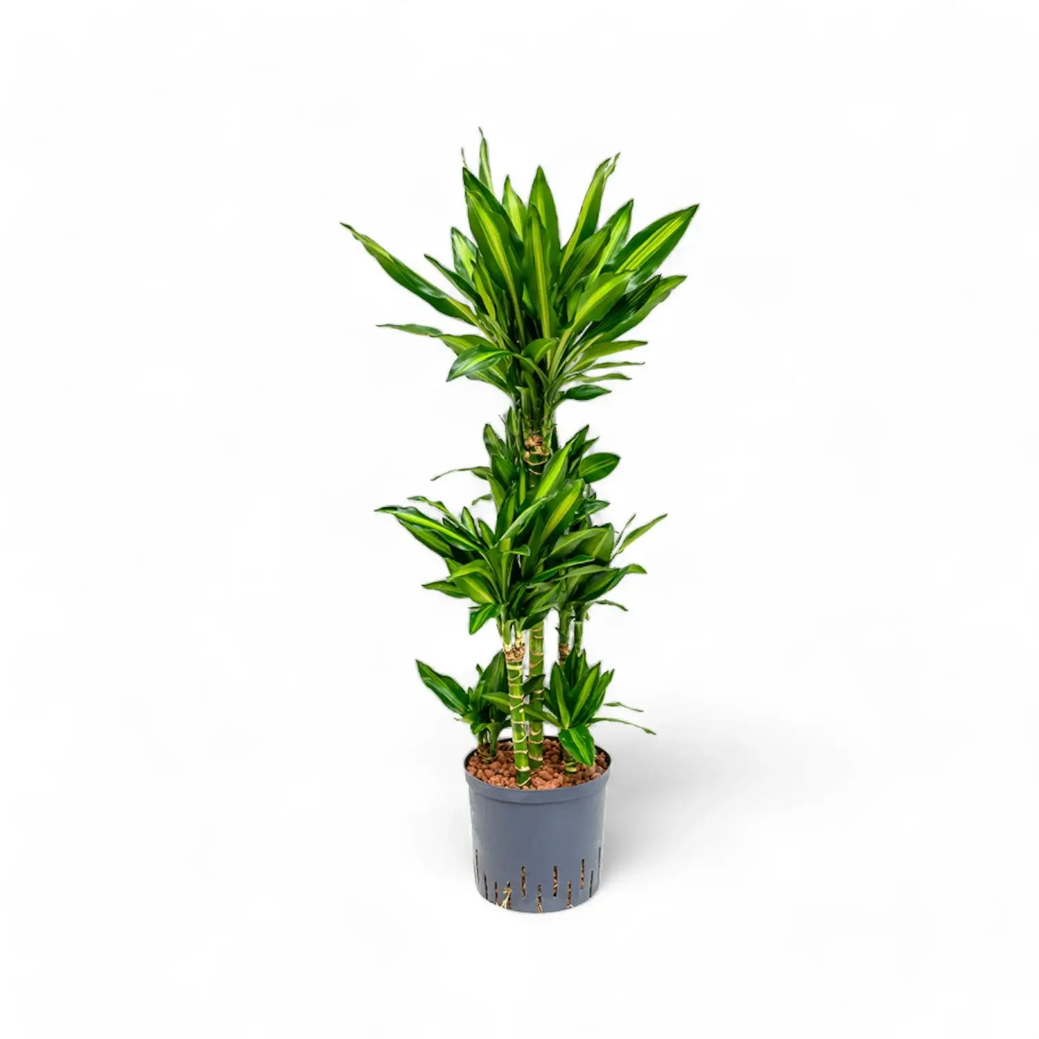 Dracaena fragrans 'Cintho' Zimmerpflanze im Anzuchttopf vor weiĂźem Hintergrund, Produktfoto 6.