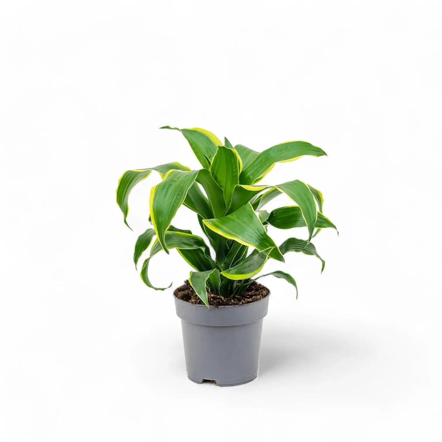 Dracaena fragrans 'Dorado' Zimmerpflanze im Anzuchttopf vor weißem Hintergrund, Produktfoto 2.